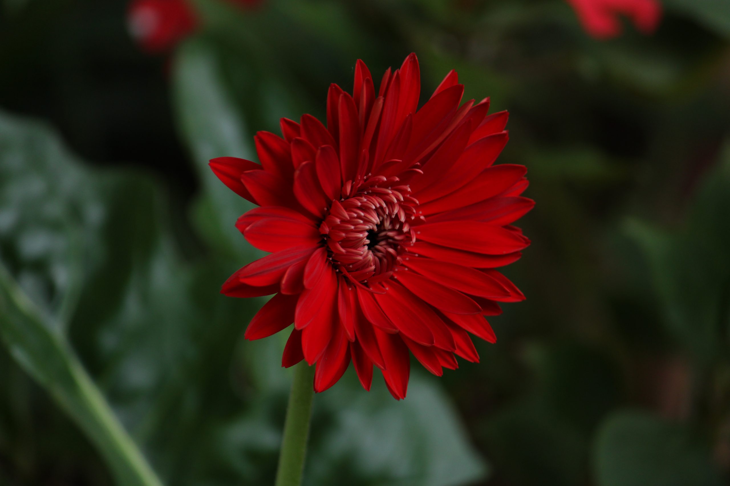 Red flower