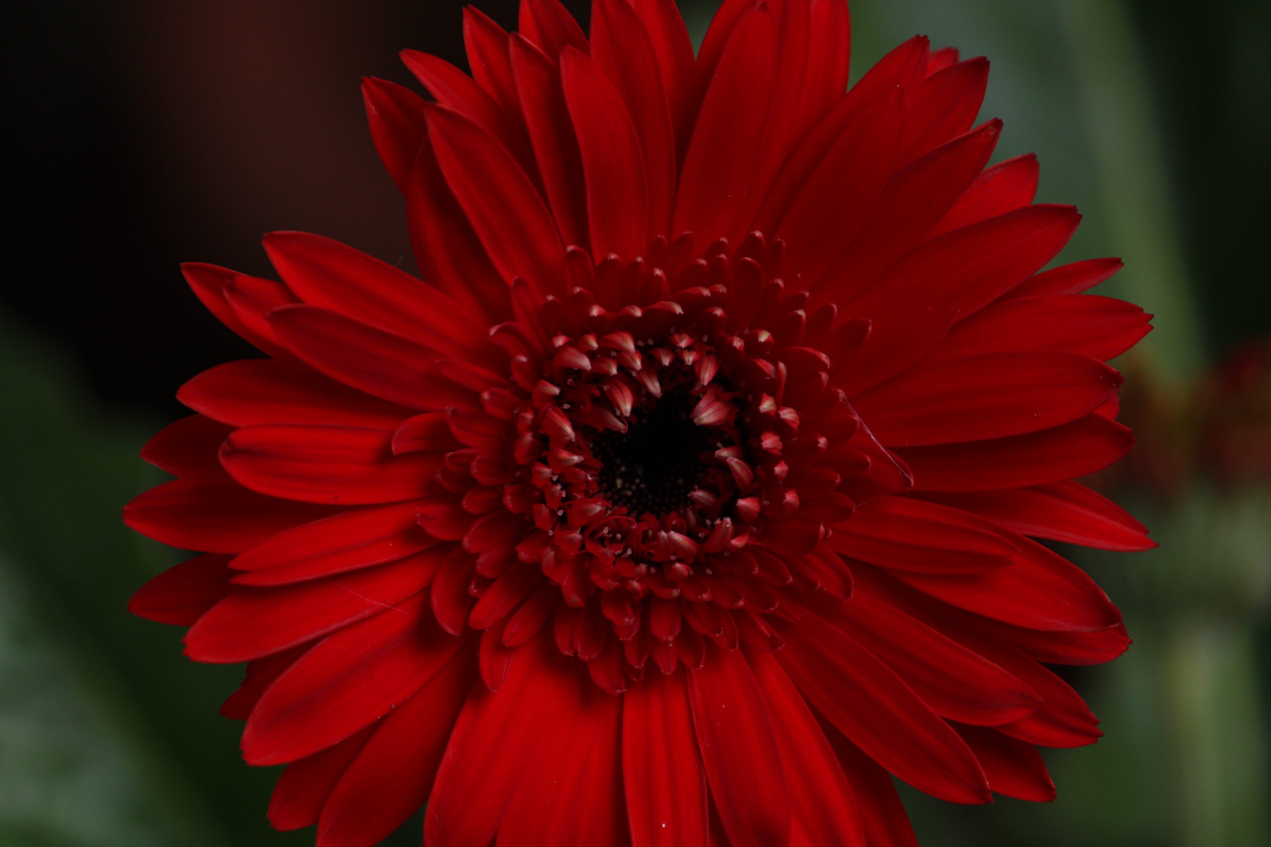 Red flower