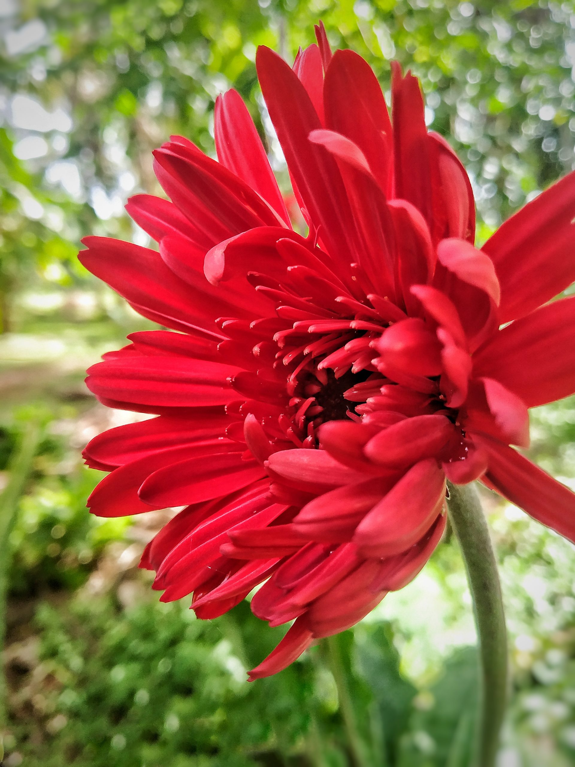 Red flower in a garden