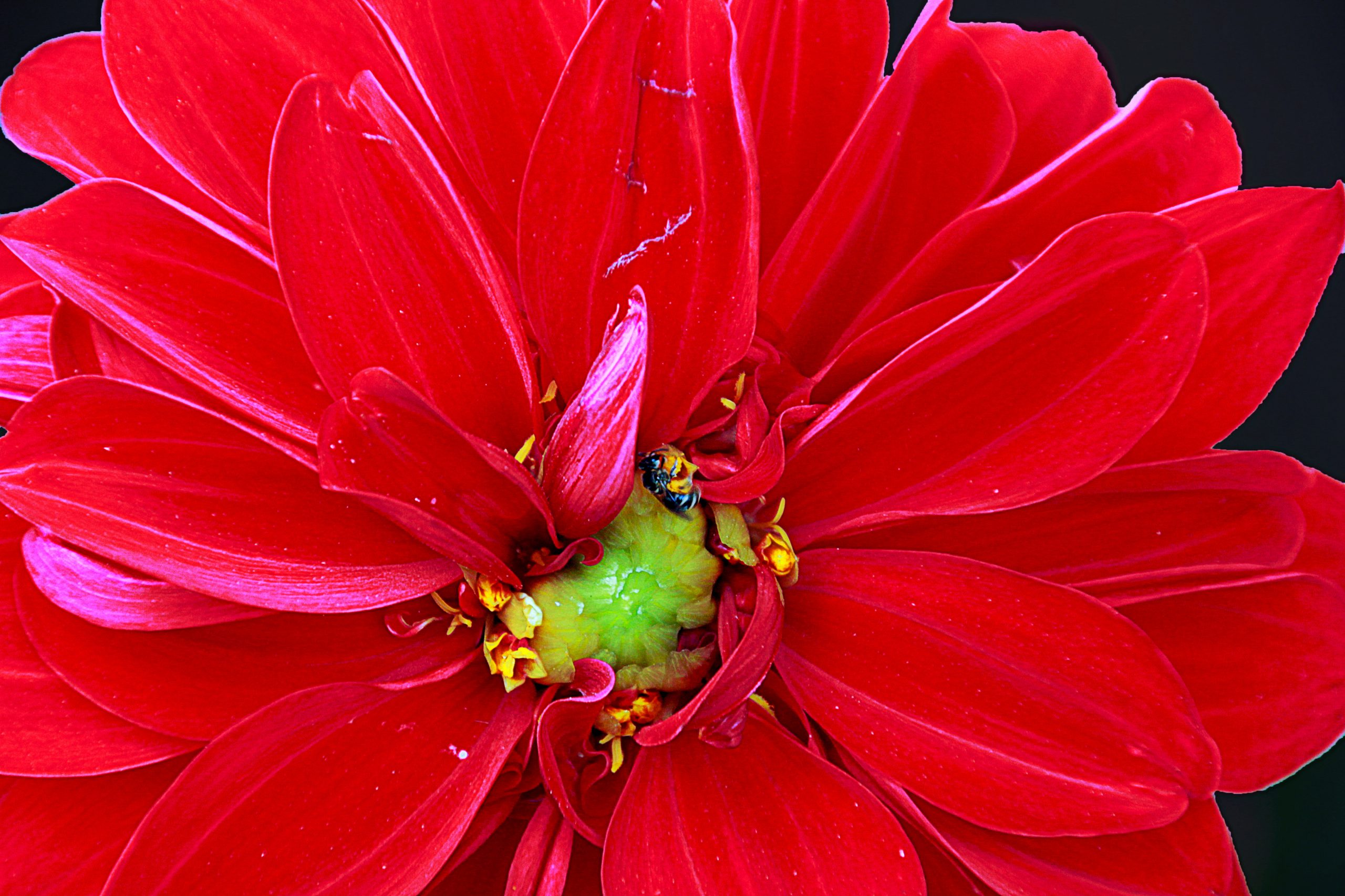 Red flower on Focus