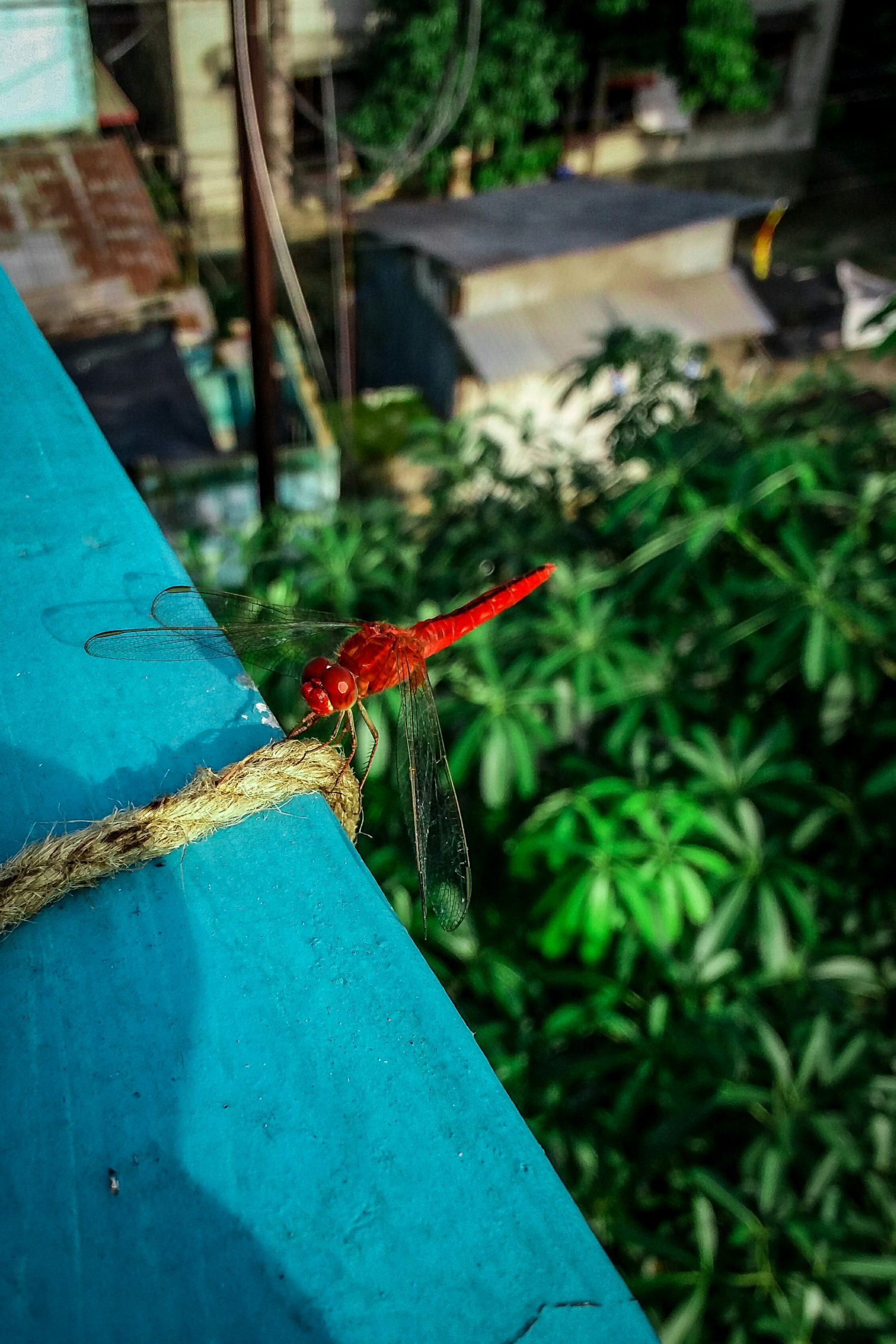 Red cricket
