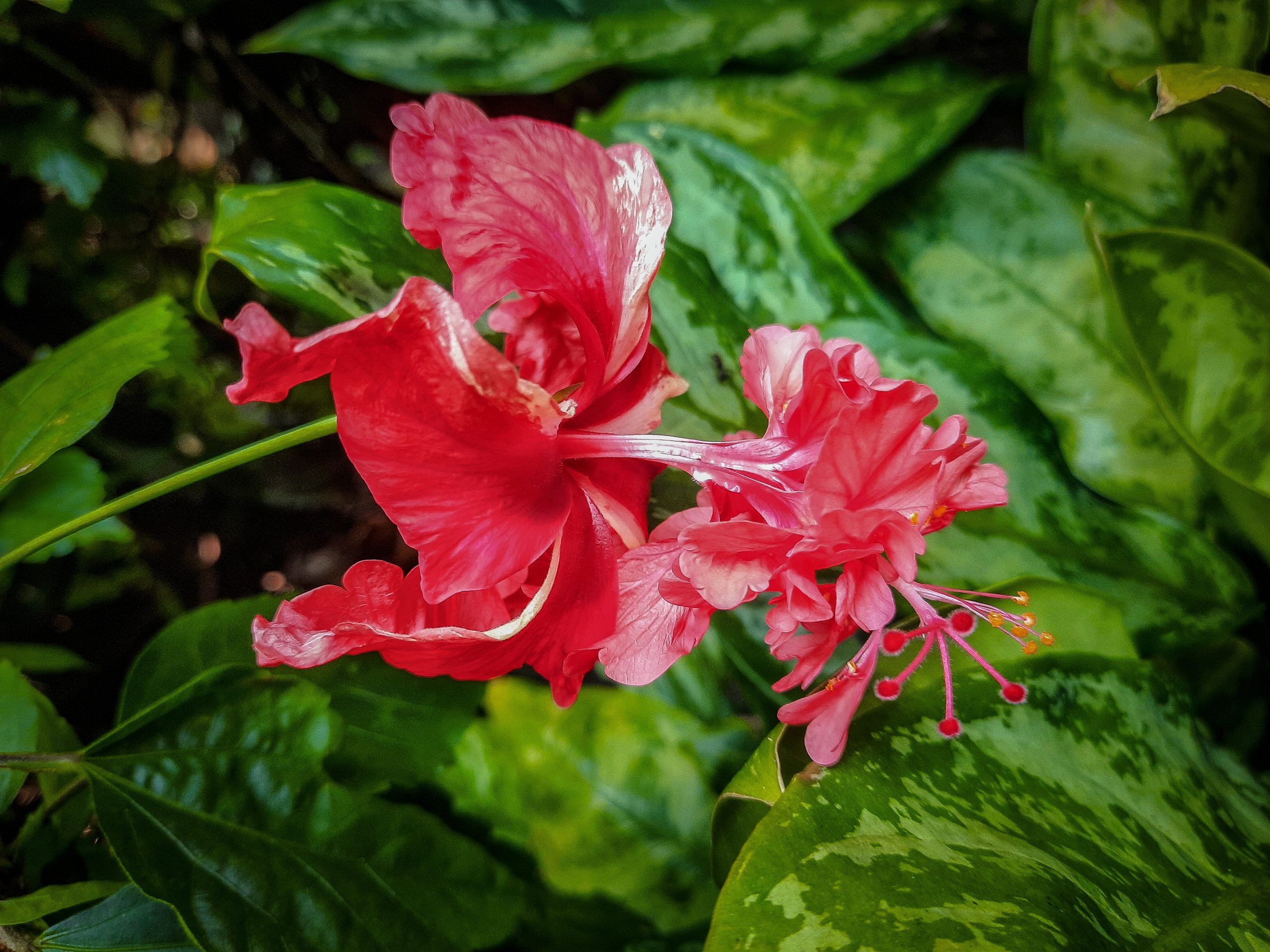 Red hibiscus flower