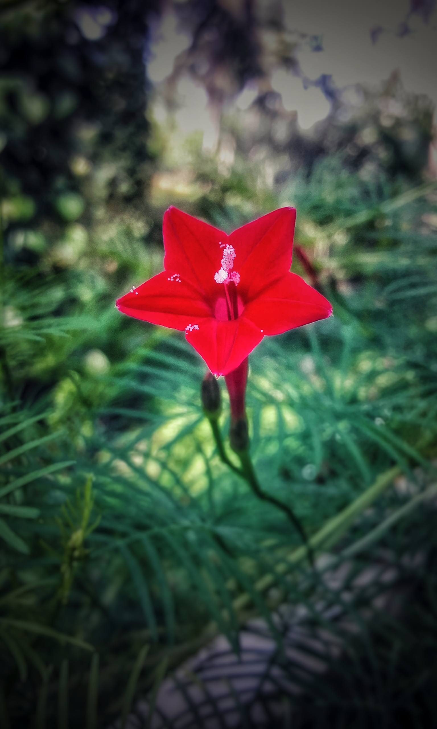 A red coloured flower