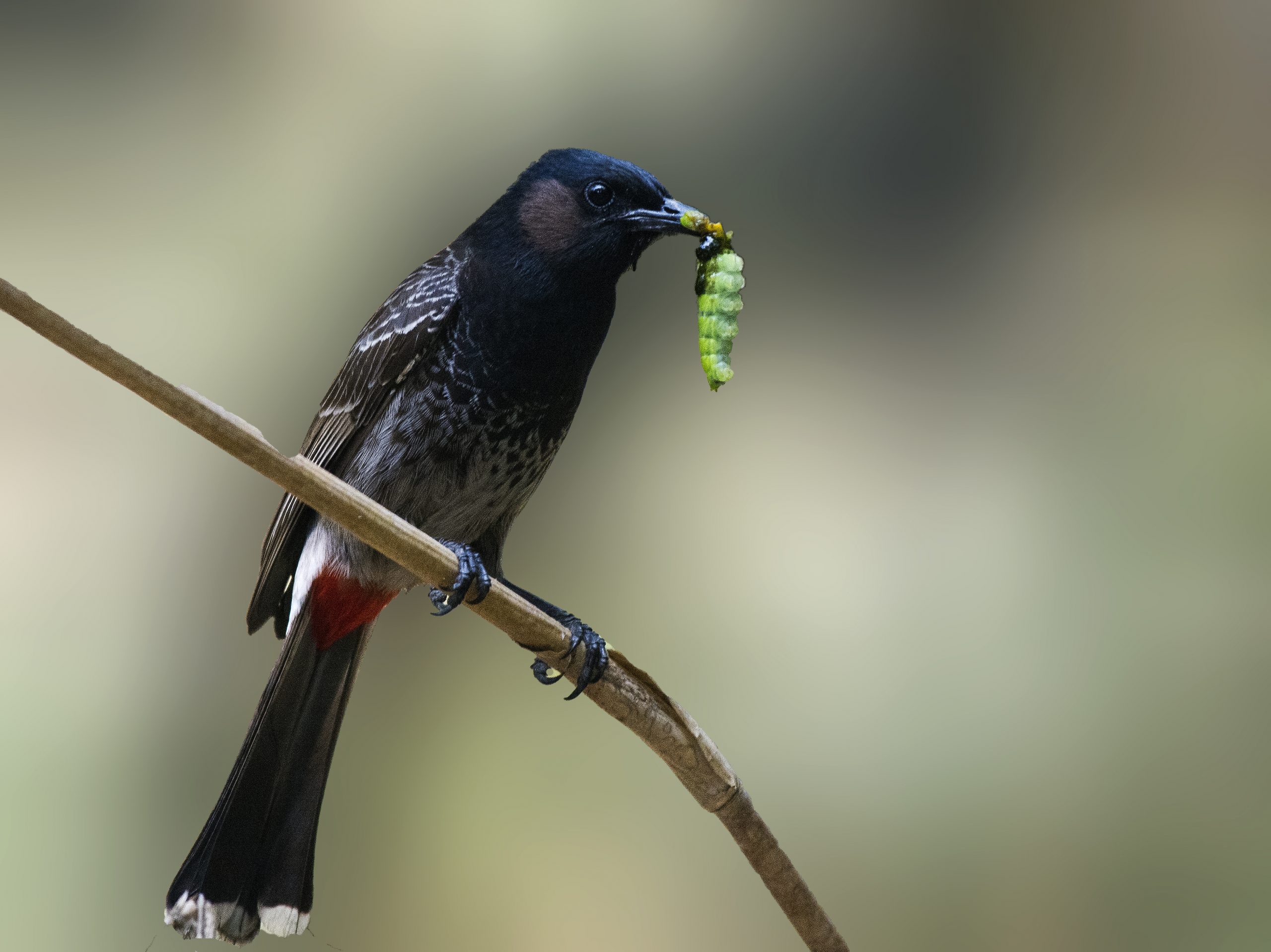Red-vented Bulbul eating a worm
