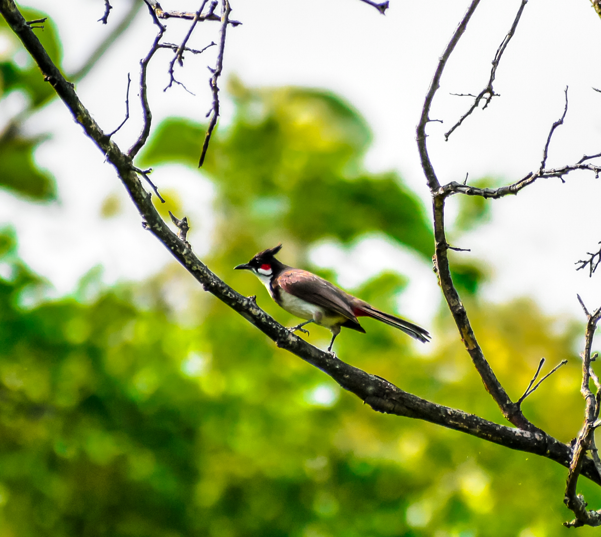 Red whiskered bulbul on Tree Twig