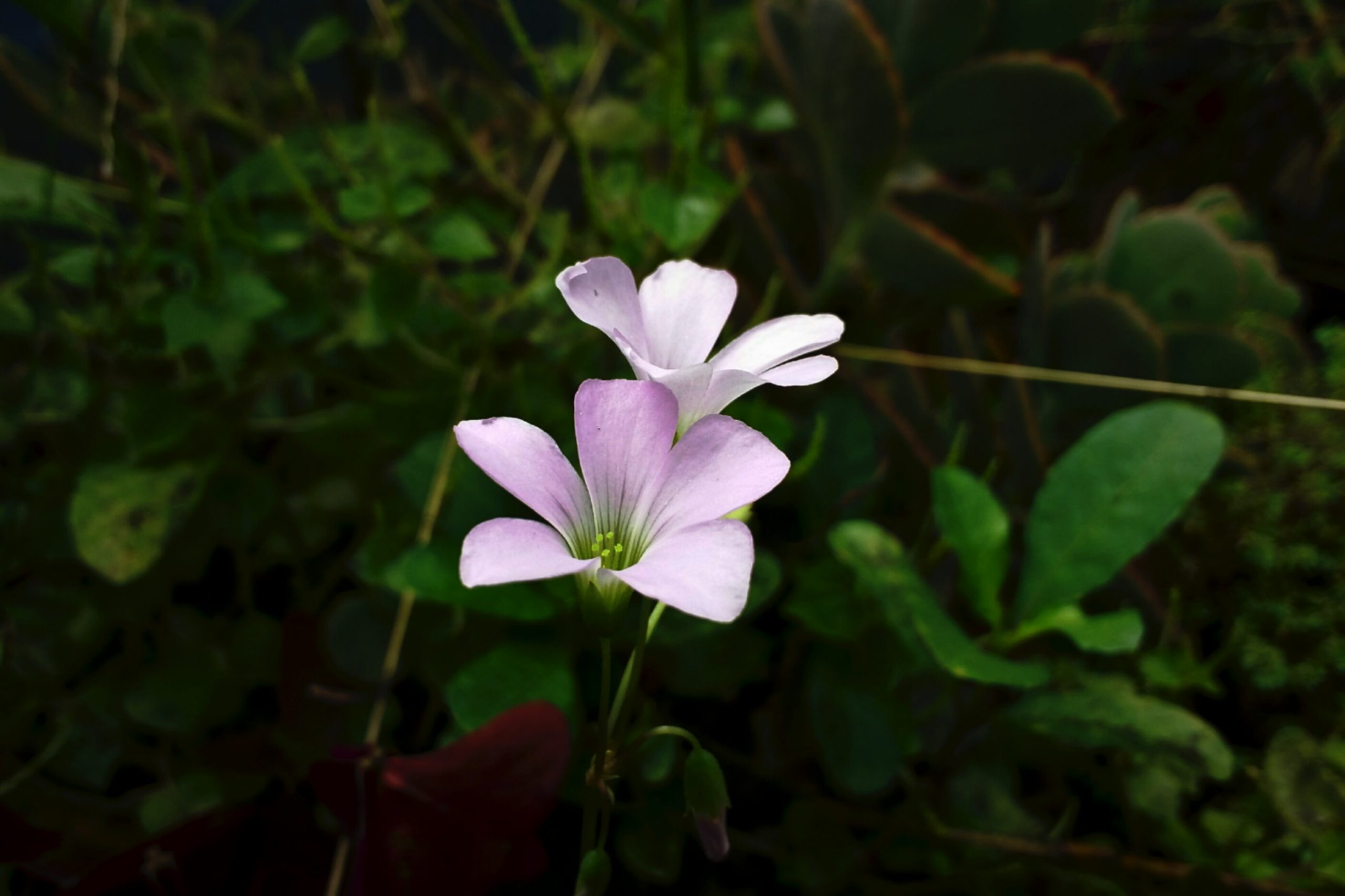 Redwood Sorrel flower