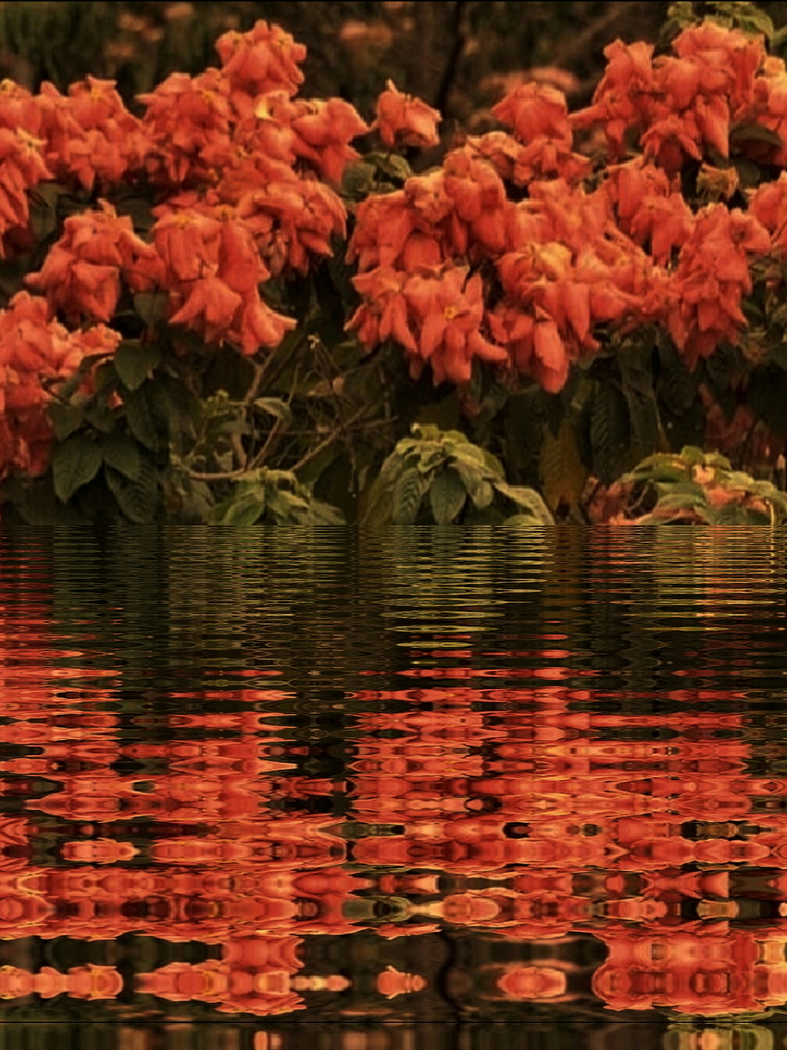 Reflection Of Flowers in the water, Nature Park Mumbai