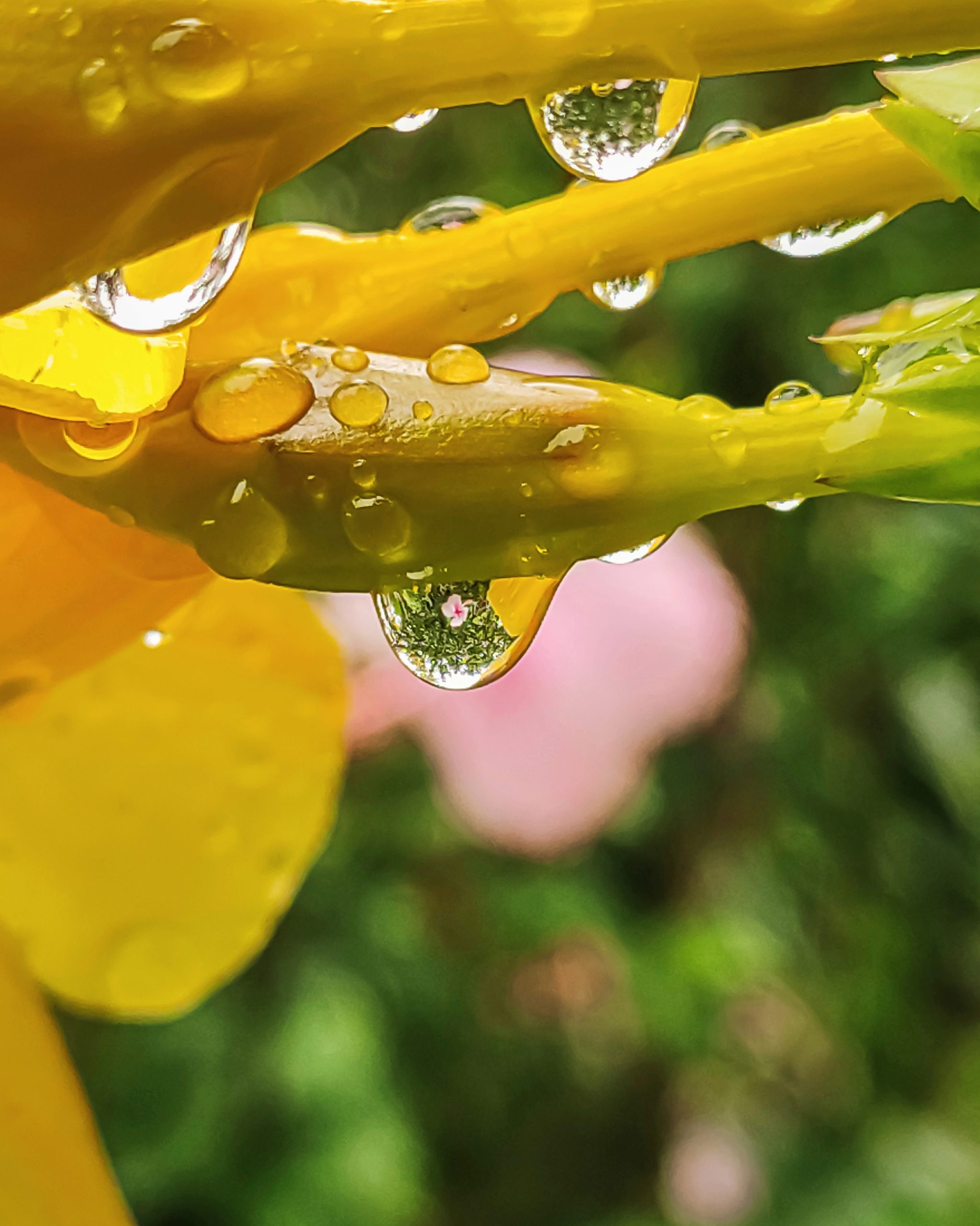 Reflection on rain droplet