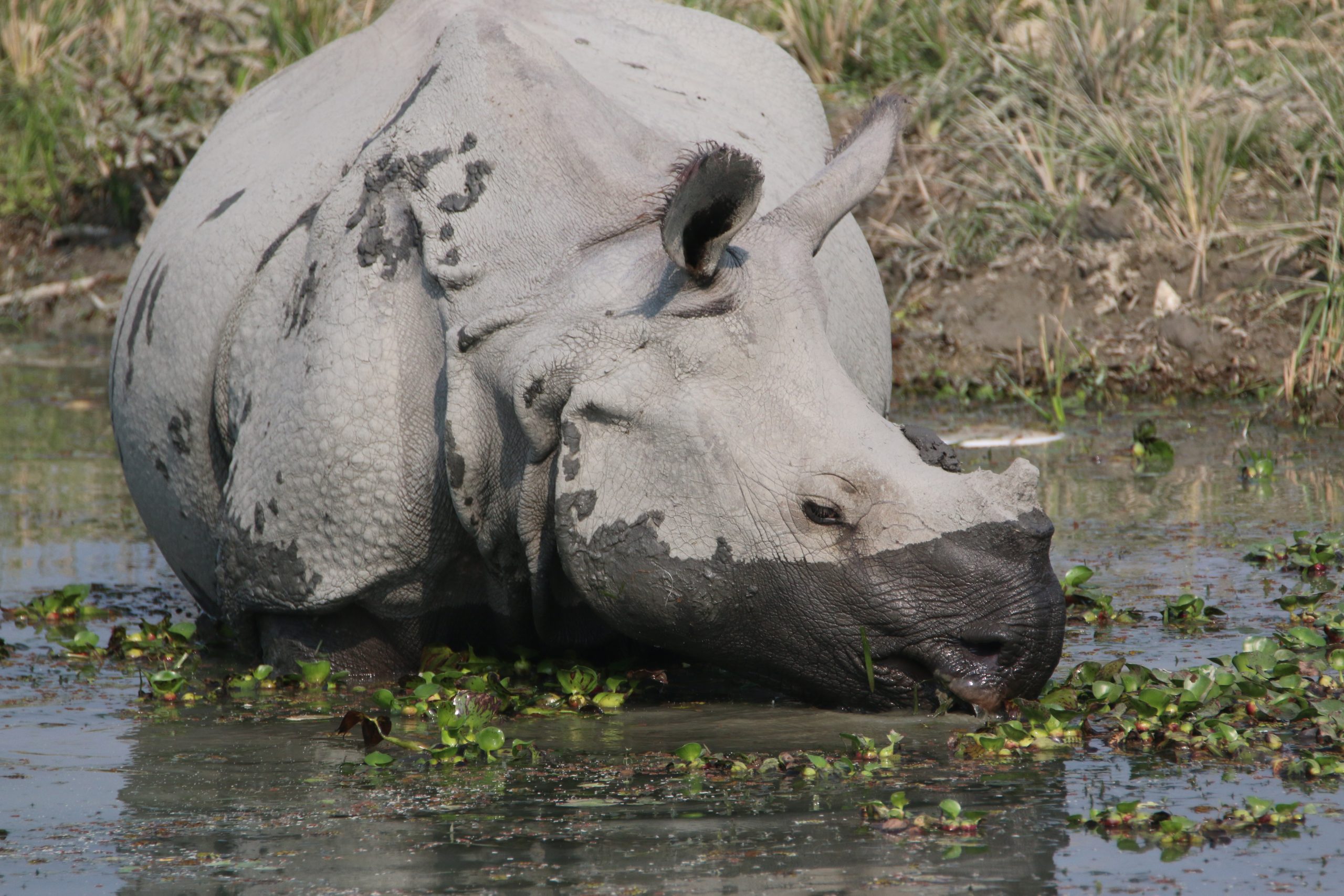 Muddy Rhino