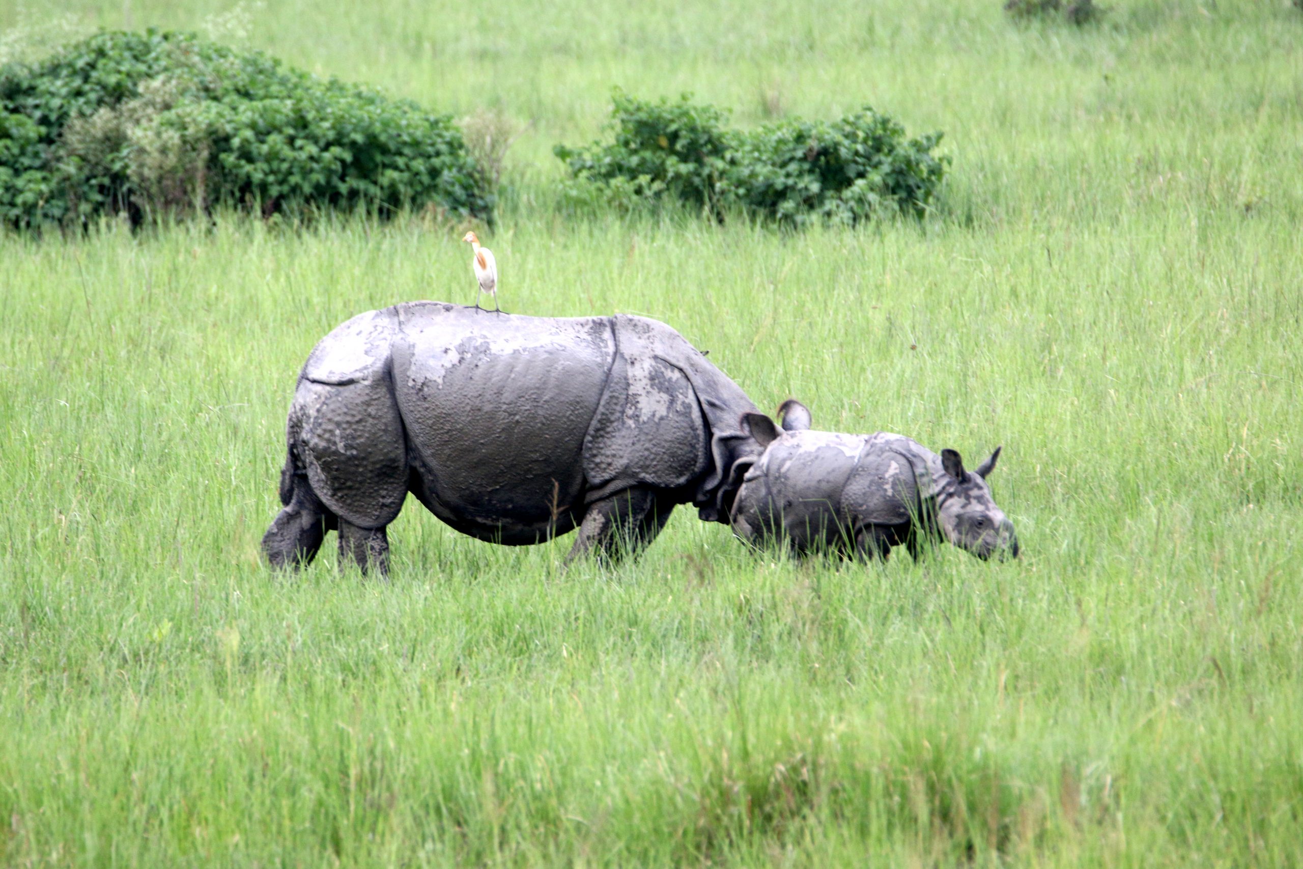 Indian Rhinoceros with Calf