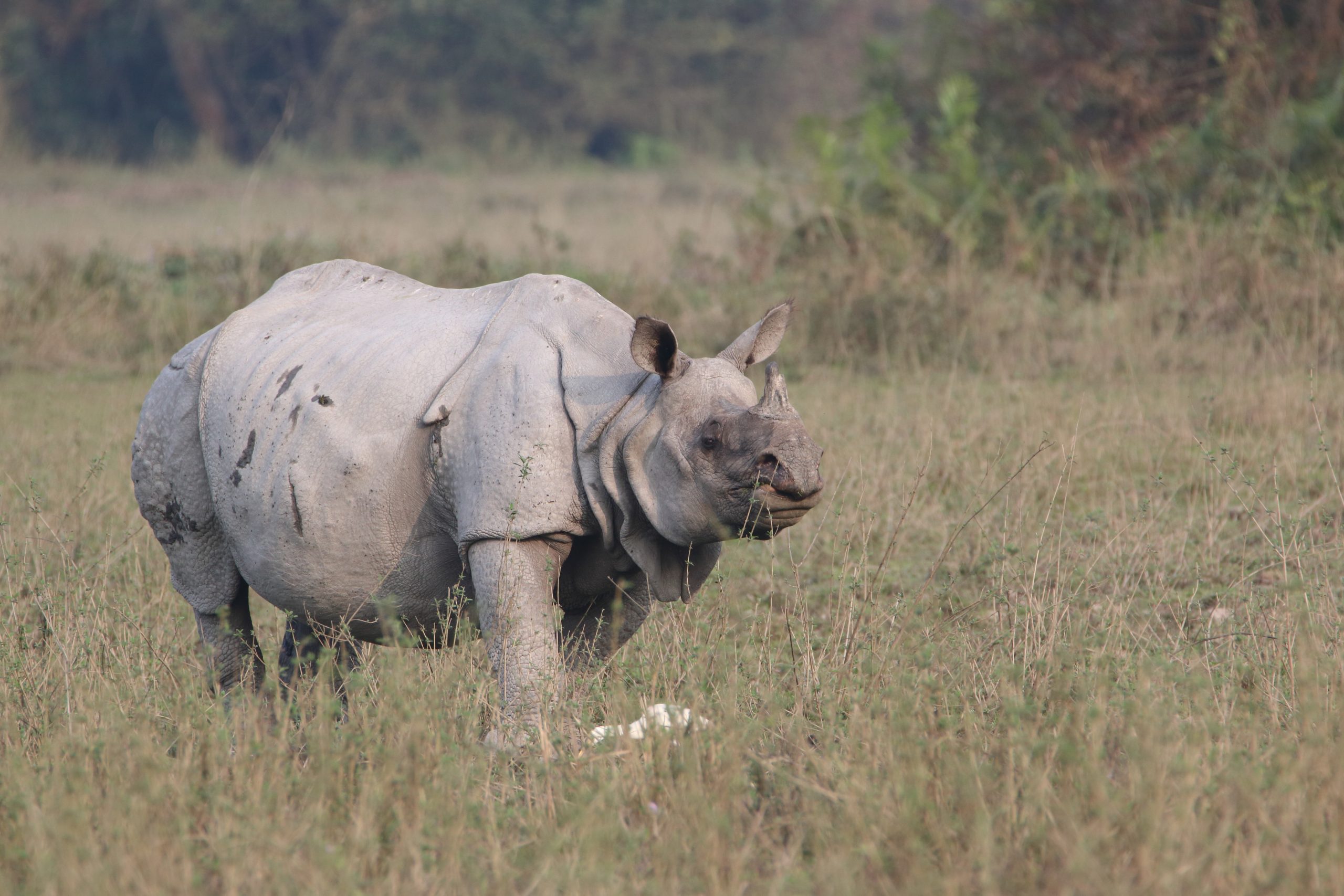 Rhinoceros Walking on the Grass