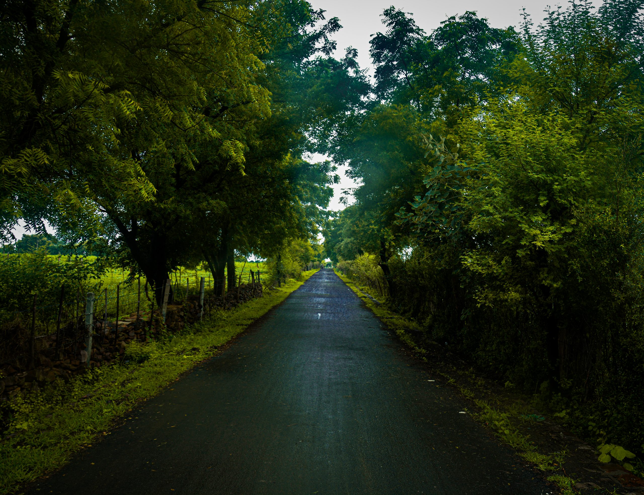 Road in lap of Nature