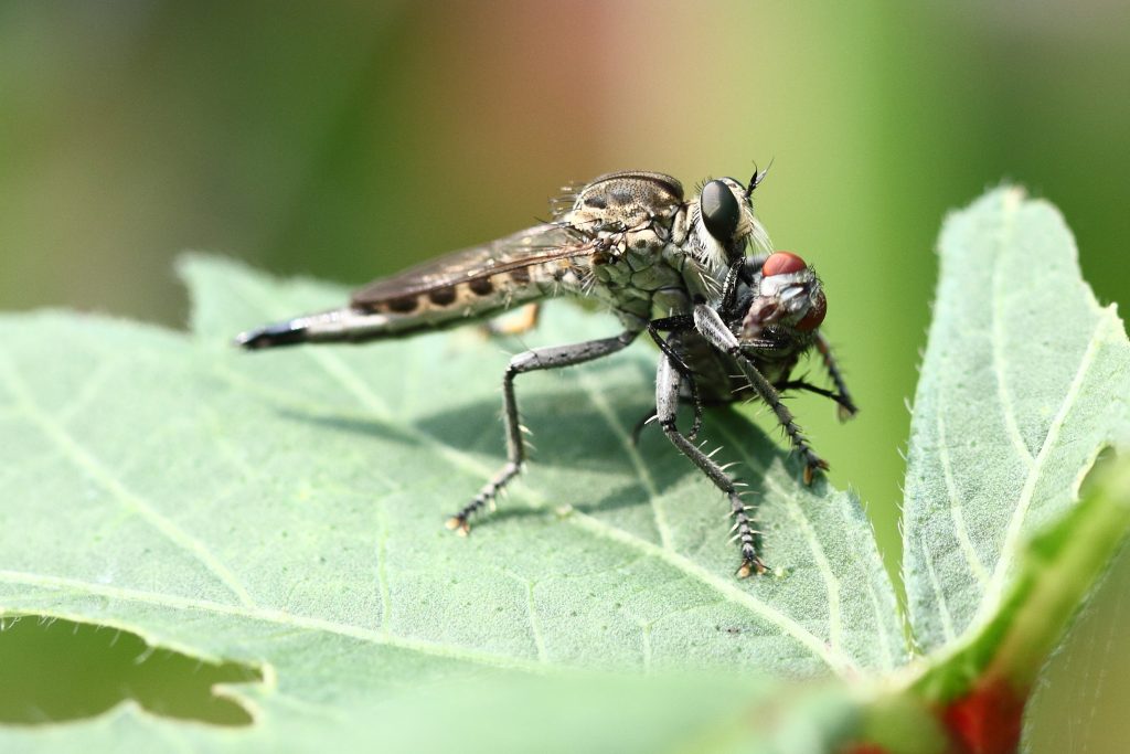 Robberfly with fly kill PixaHive