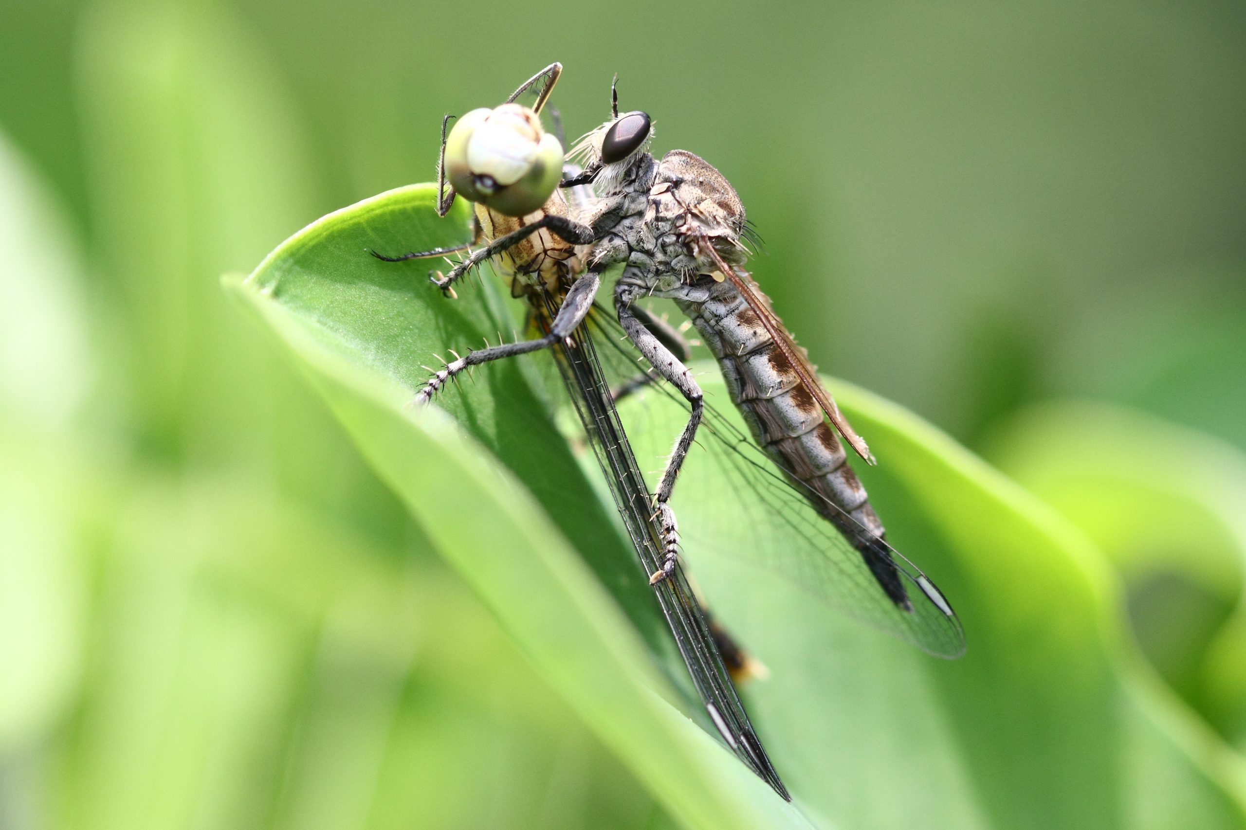 Robberfly on its prey