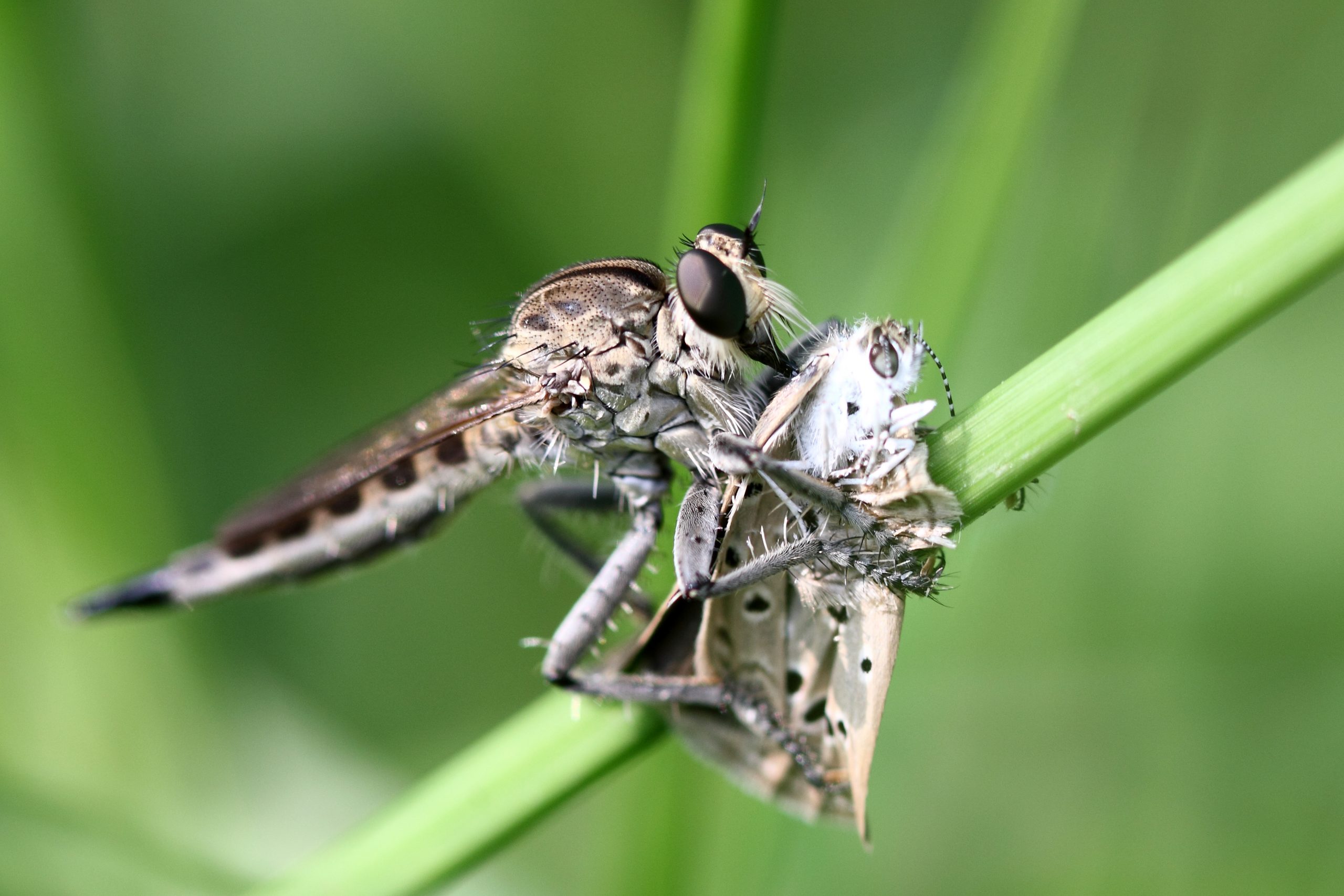 Robberfly