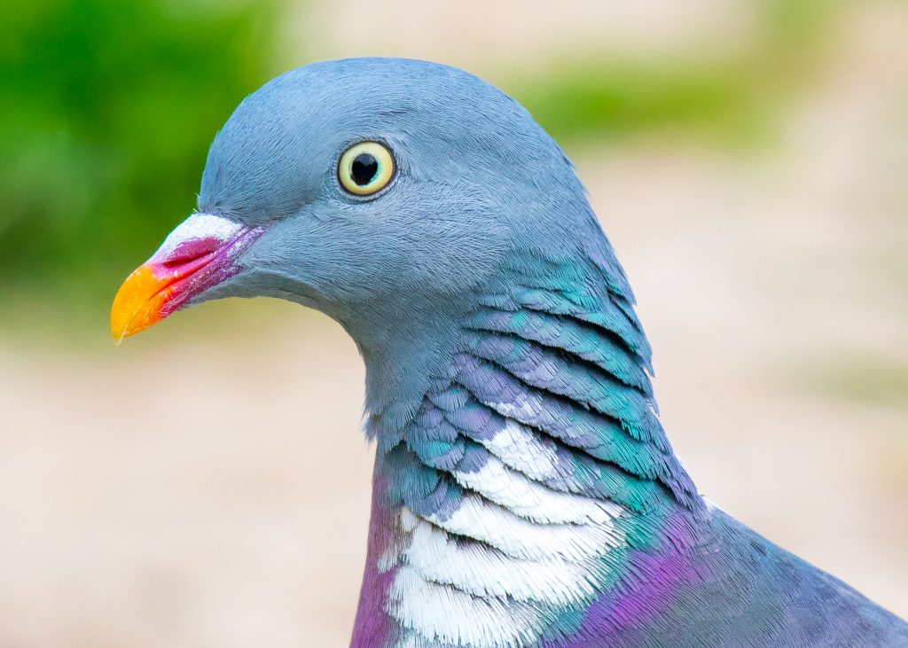 Rock Dove Face on Focus - PixaHive