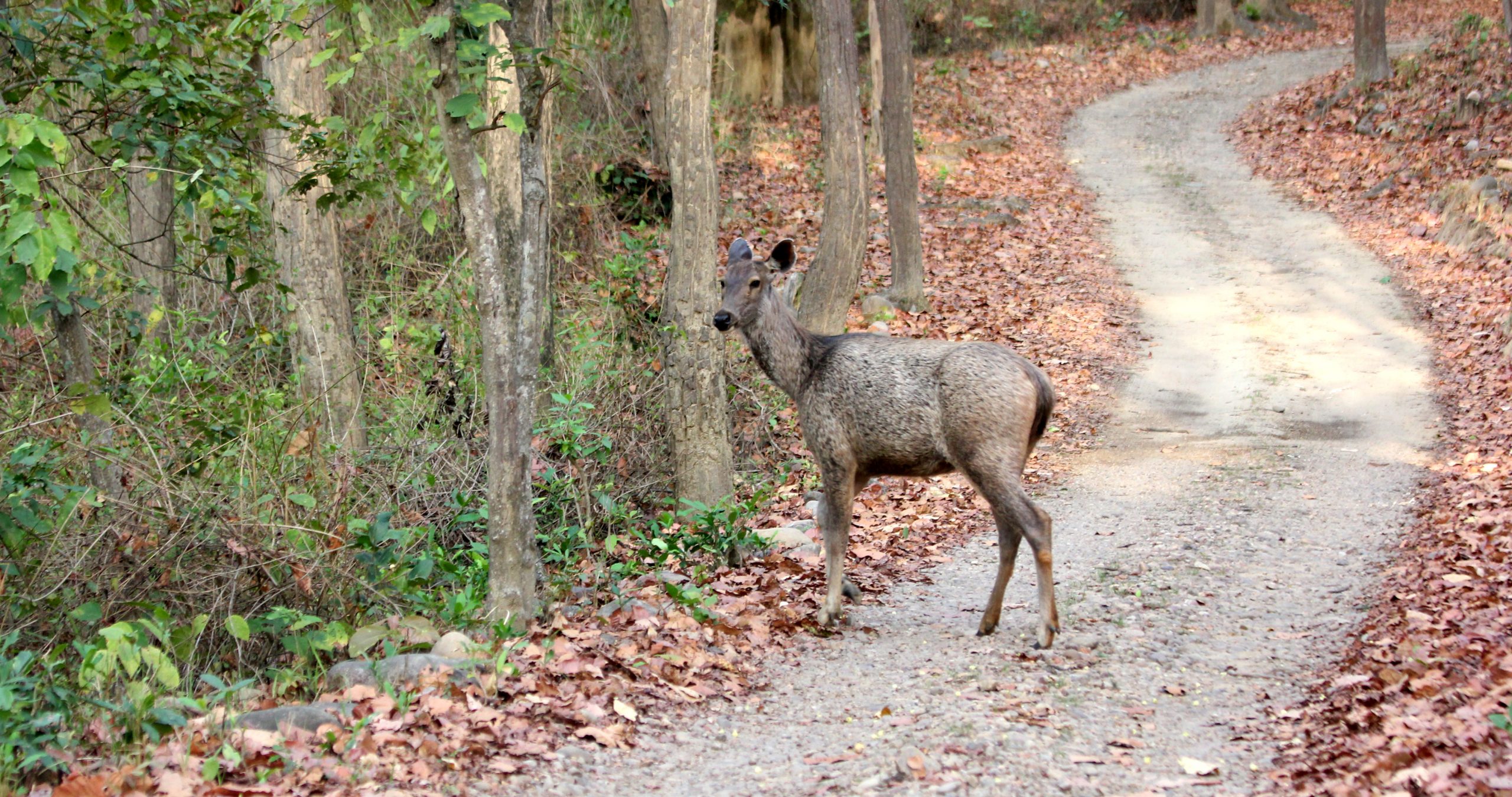 Roe Deer on the Forest Road