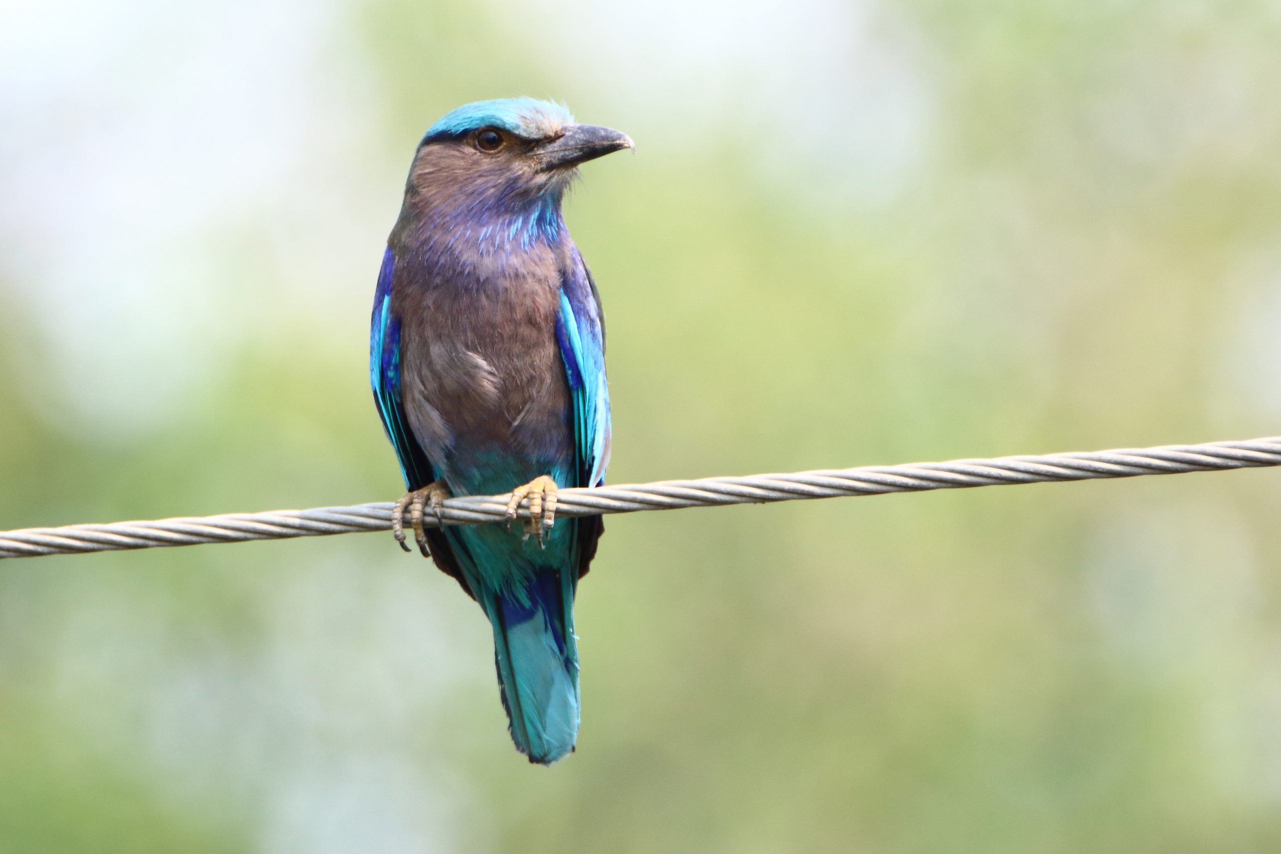 Rollers bird in a line