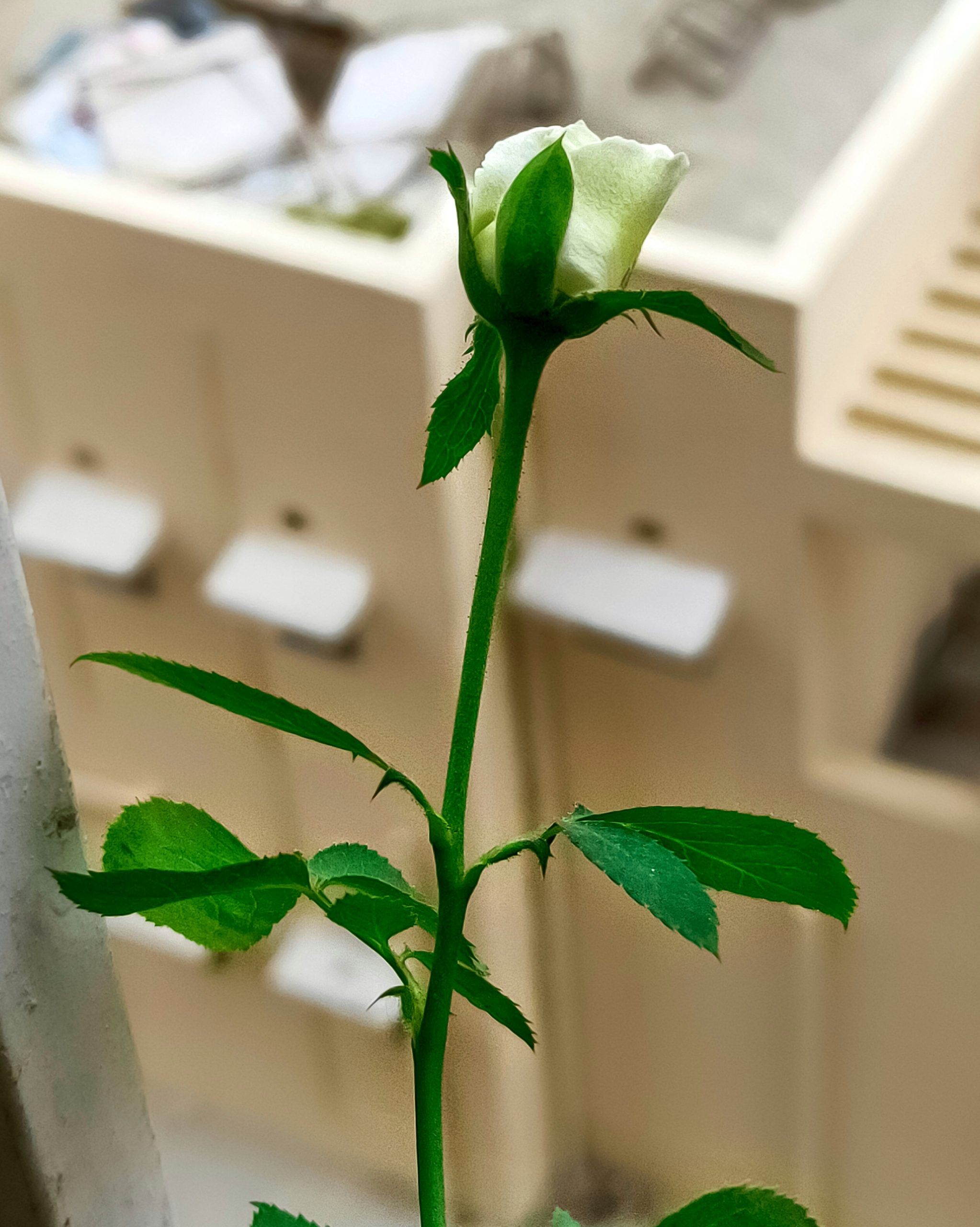 Rose Bud