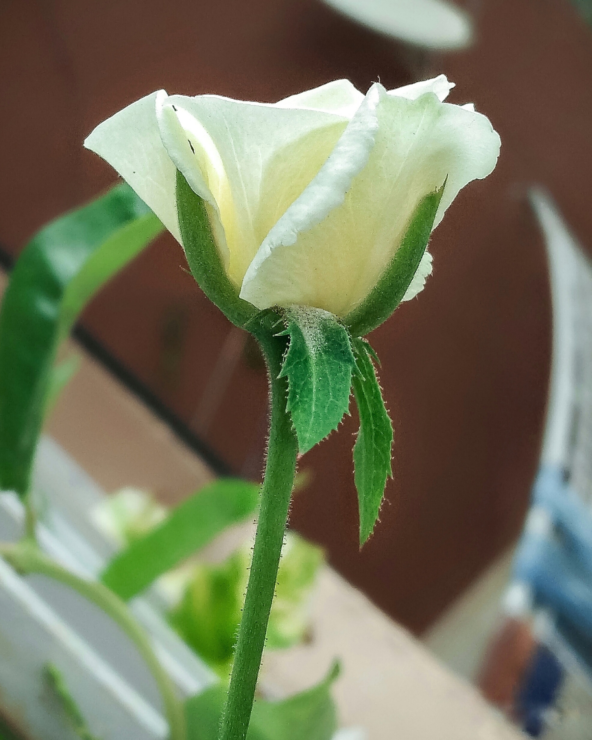 A white coloured rose