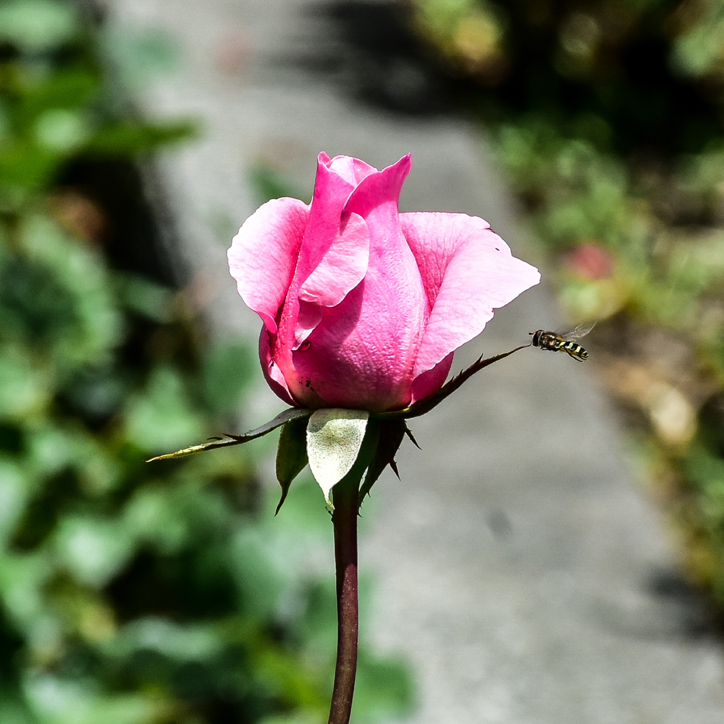pink rose bee