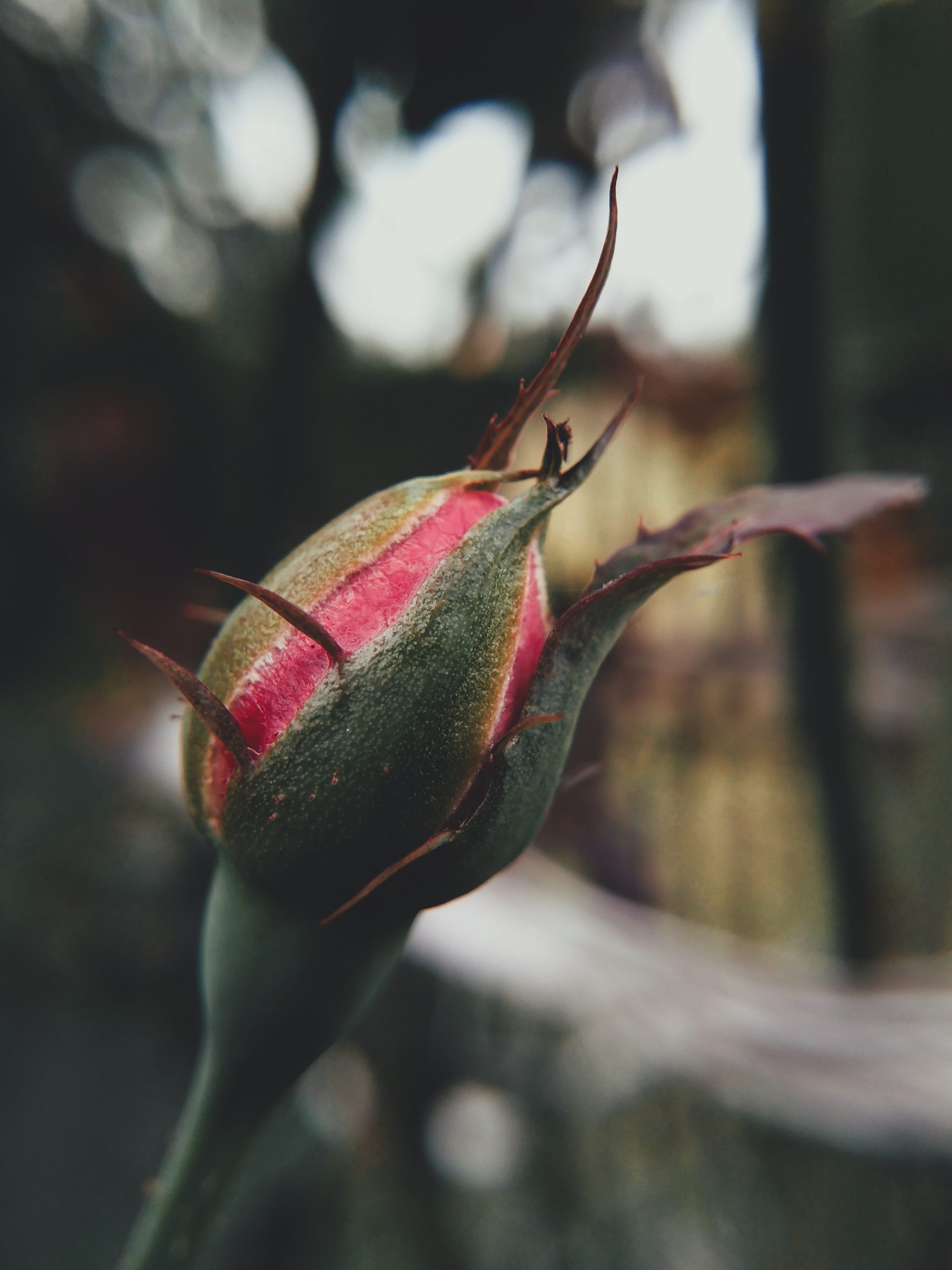 A young rose bud