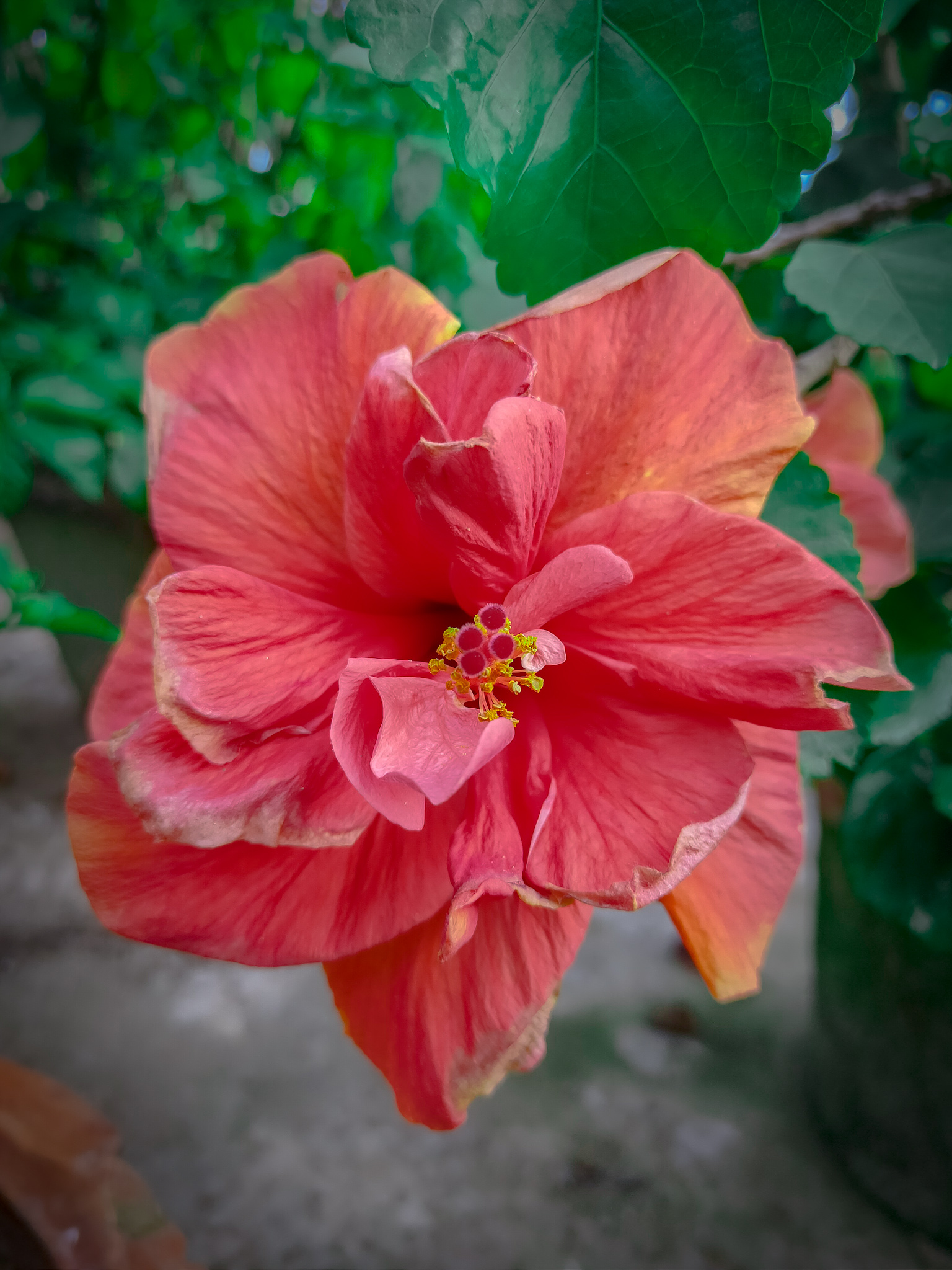 Rose type hibiscus flower