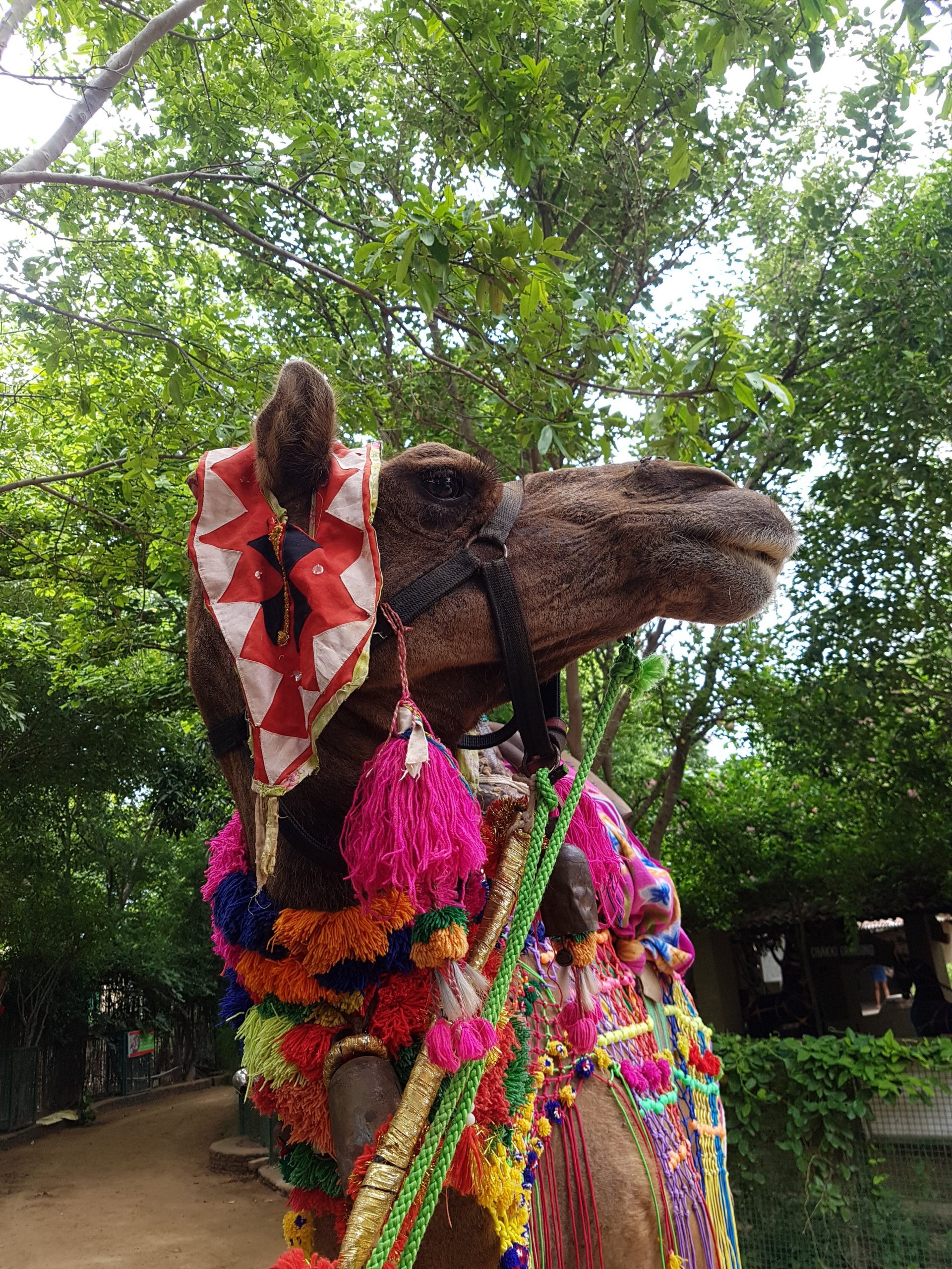 Royal Camel of Rajasthan