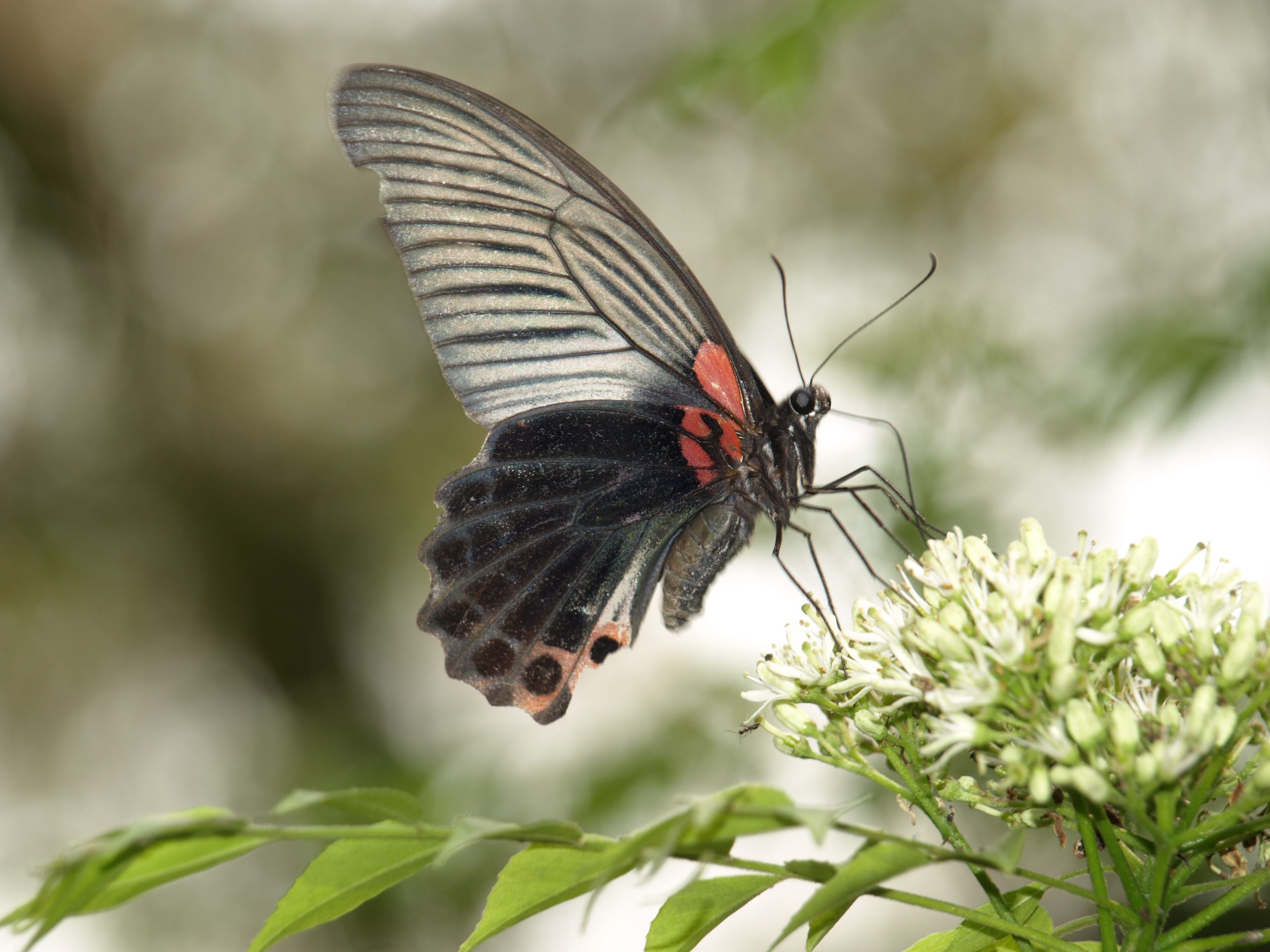 Ruby swallowtail butterfly on white flower