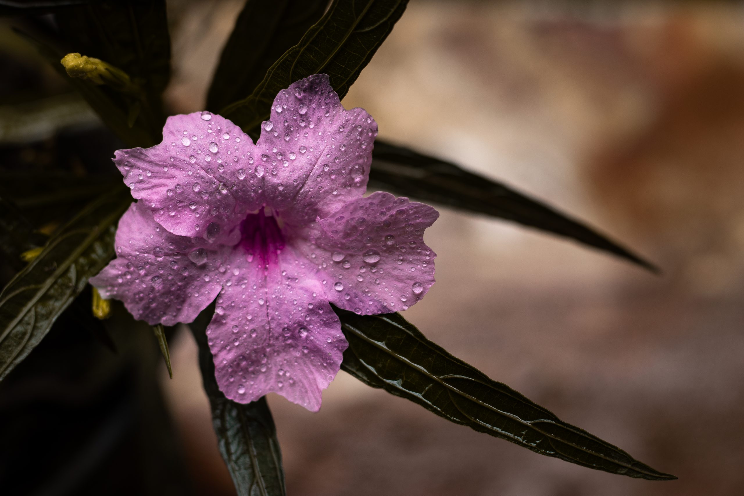 Ruellia flower with droplets