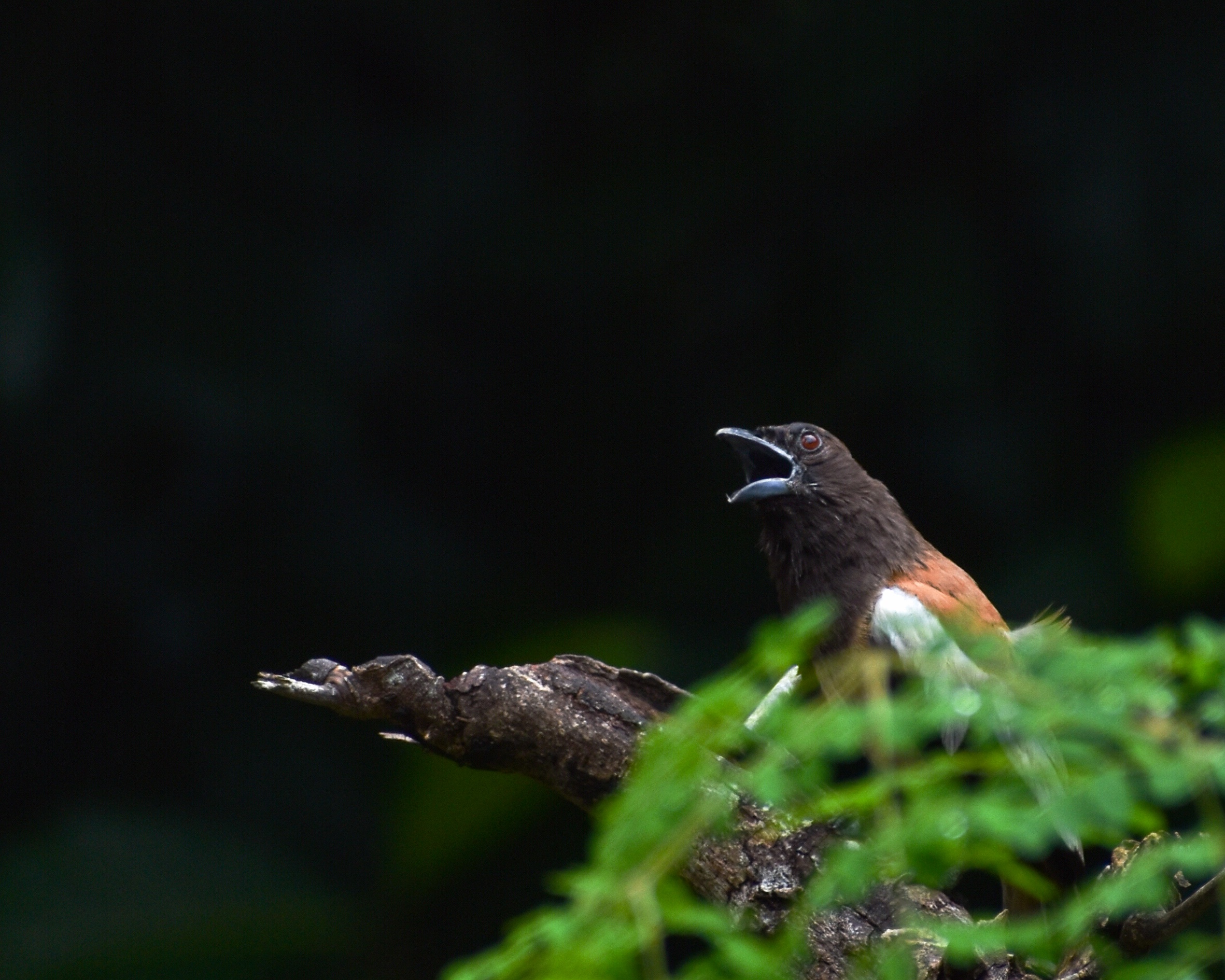 Rufous Treepie Bird