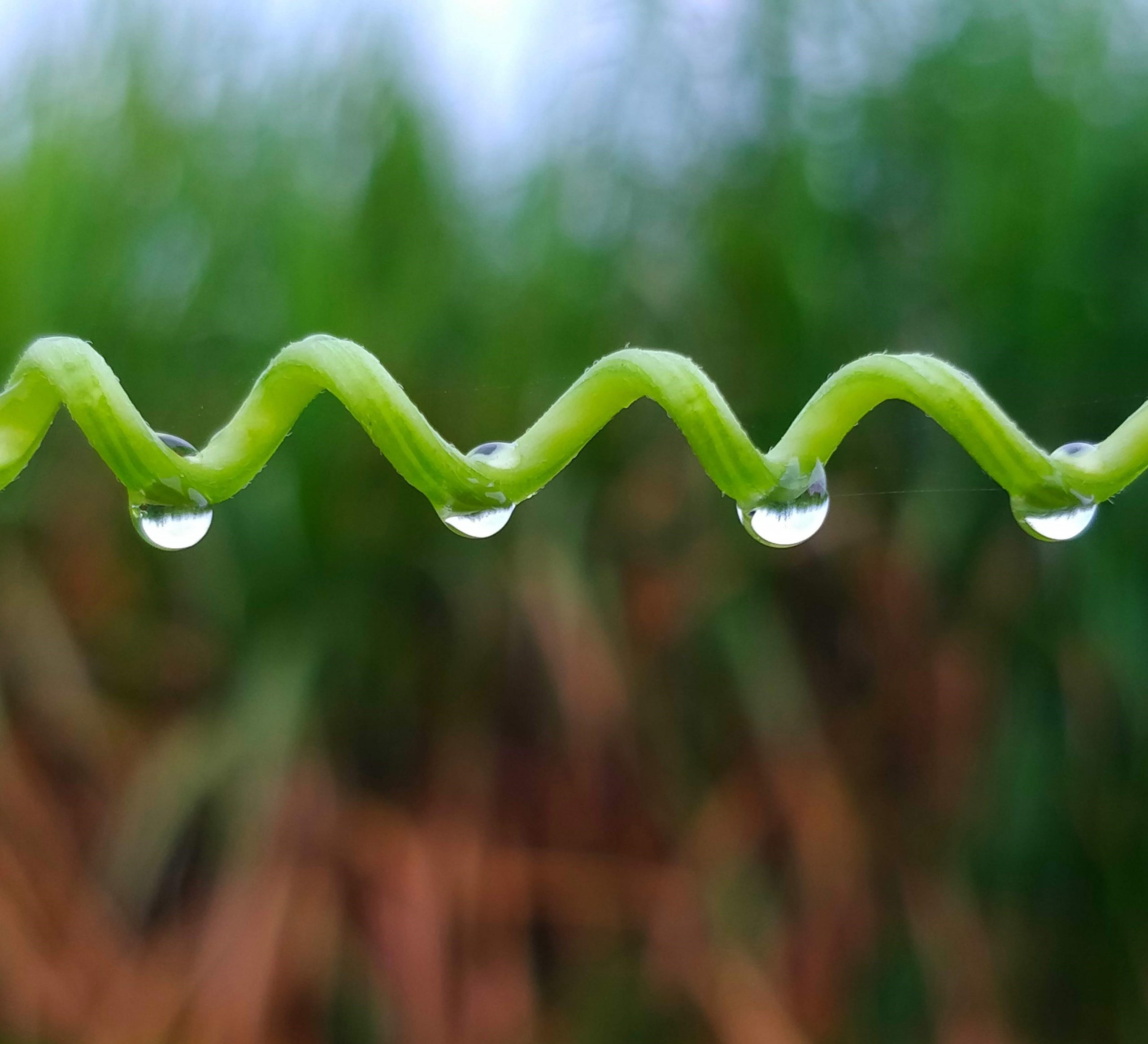 water drops on a stem