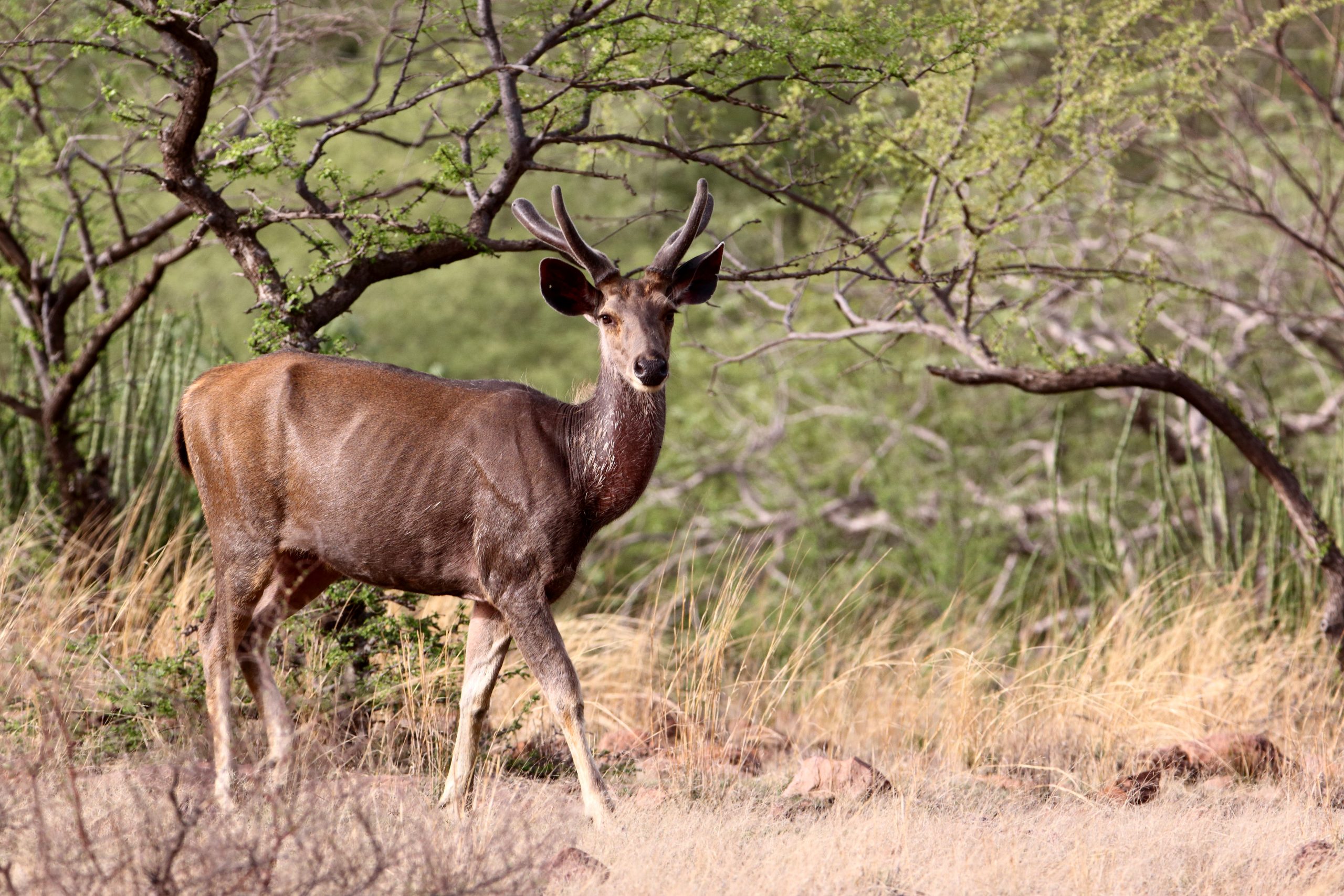 Sambar deer - Free Image by Simi on 