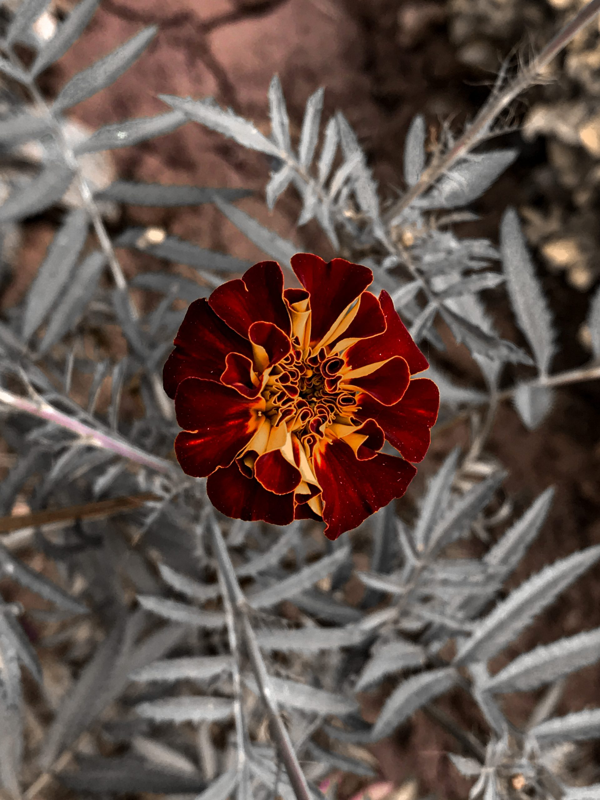 Red flower