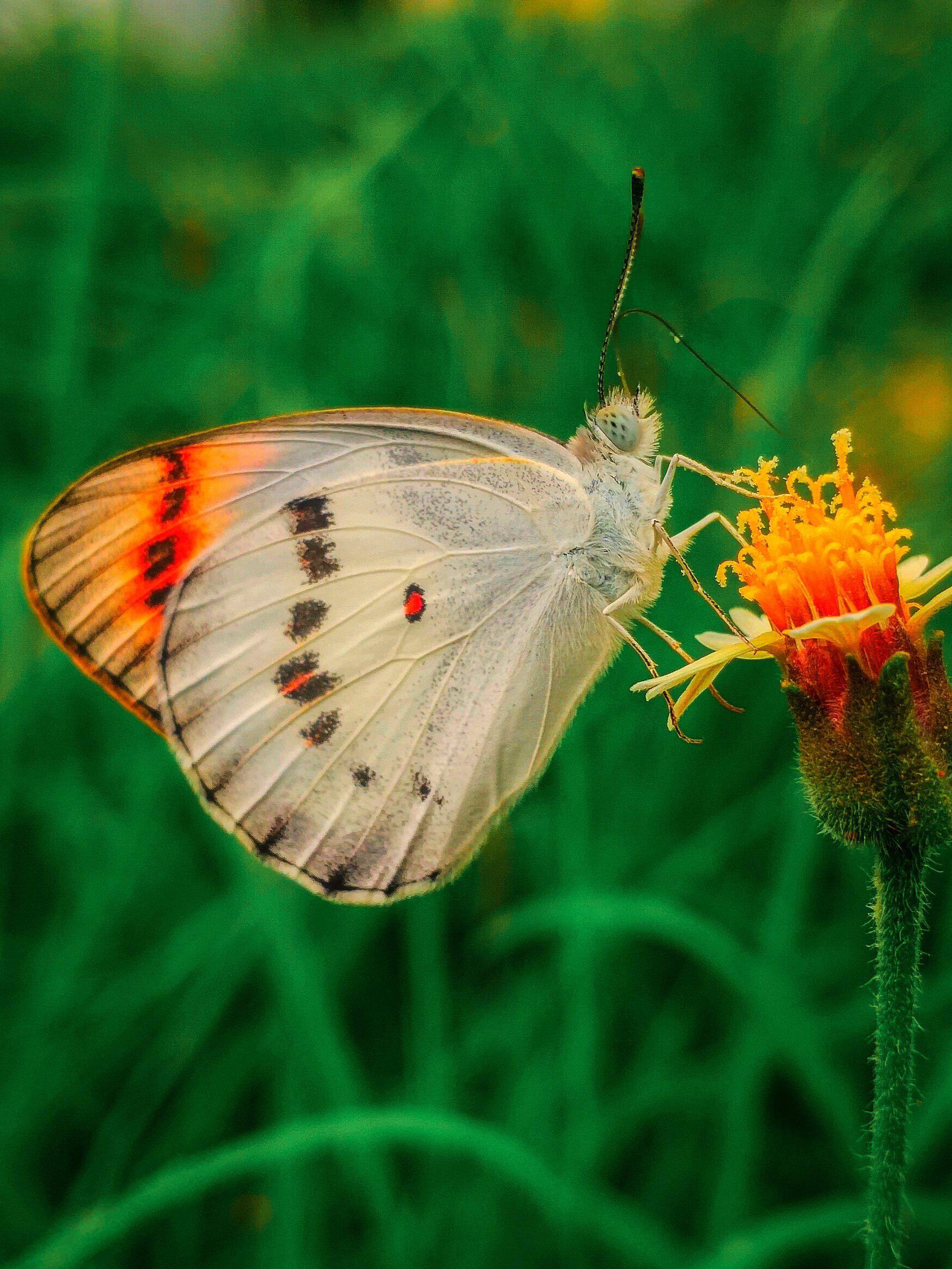 Shining Orange Butterfly