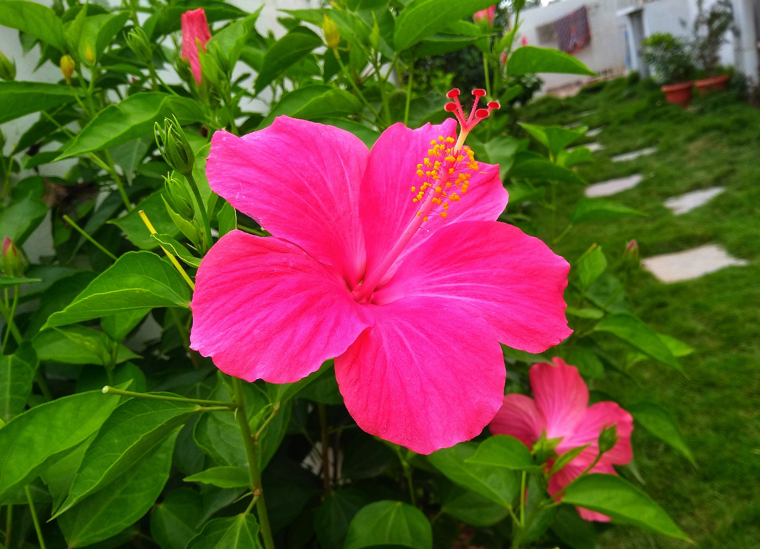 Shining Pink Hibiscus flower