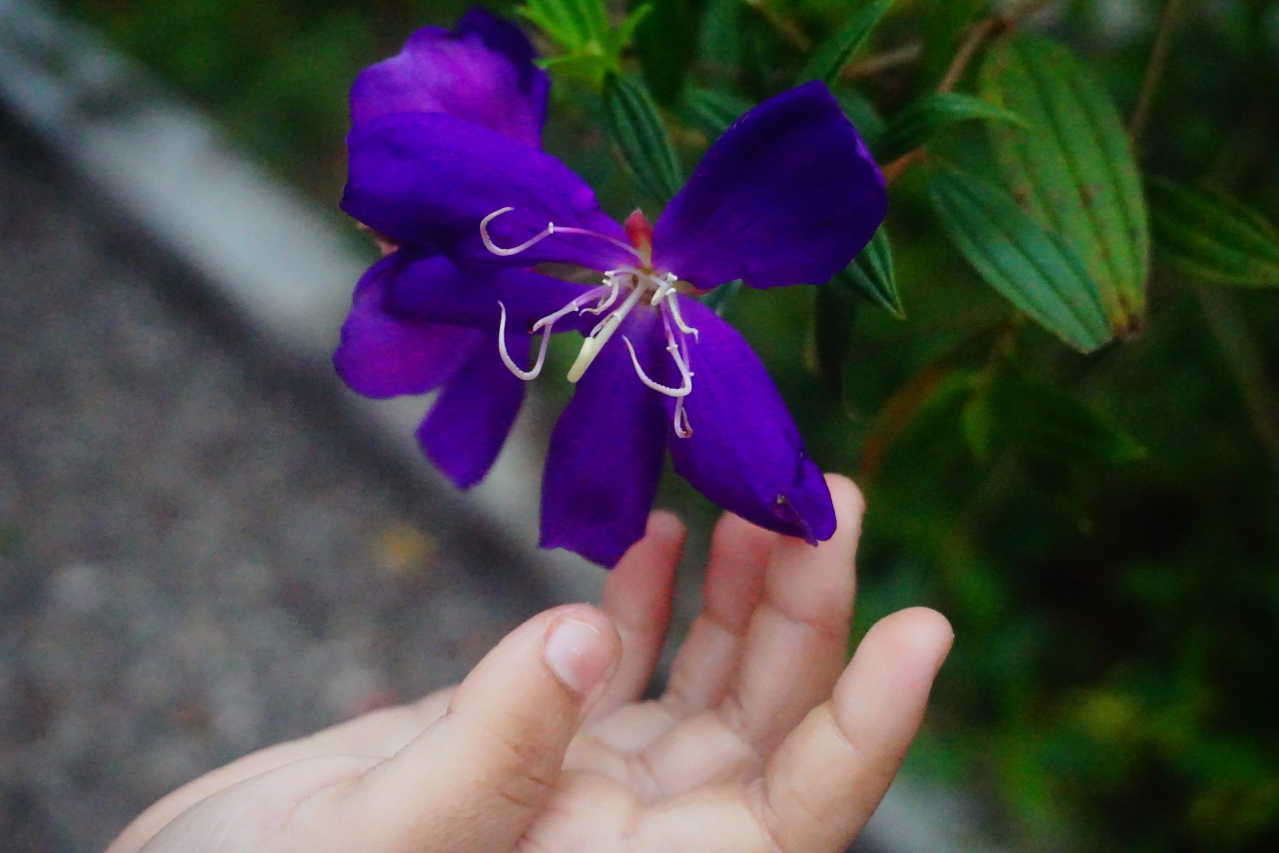 Shining Purple Flower
