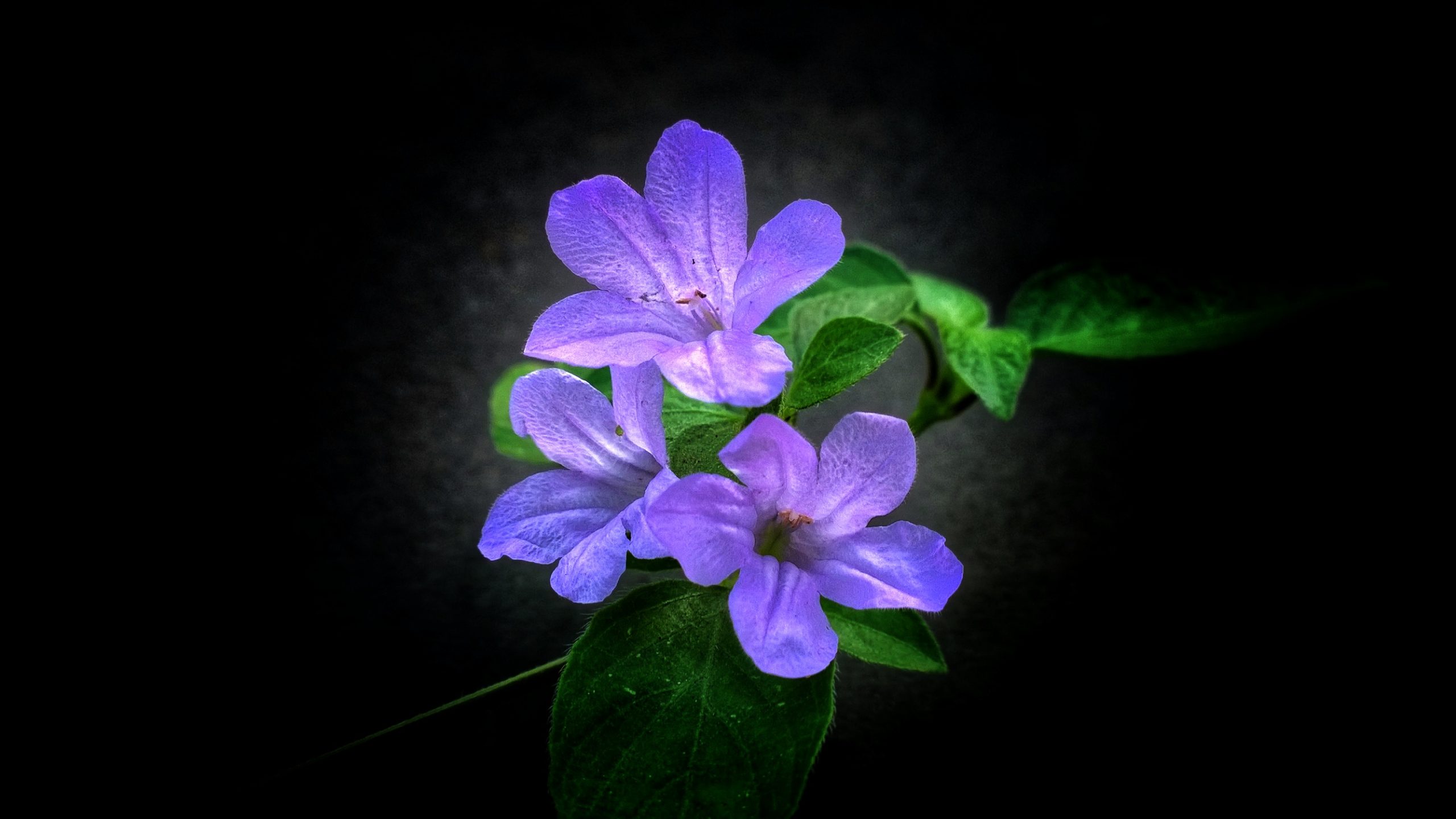 Shining Violet Flower