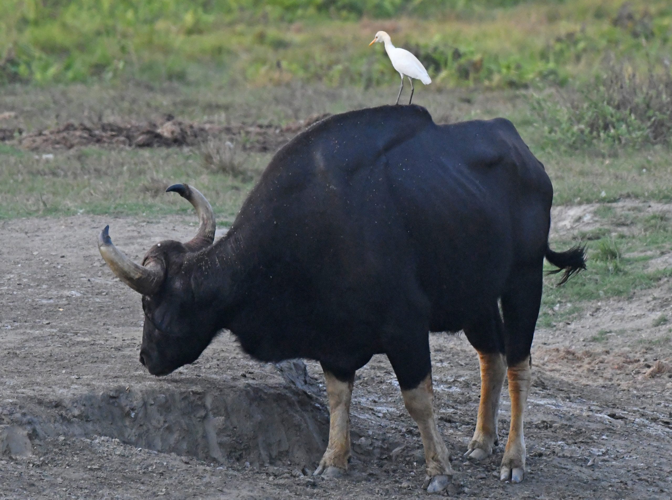 A bird perched on an Indian Gaur