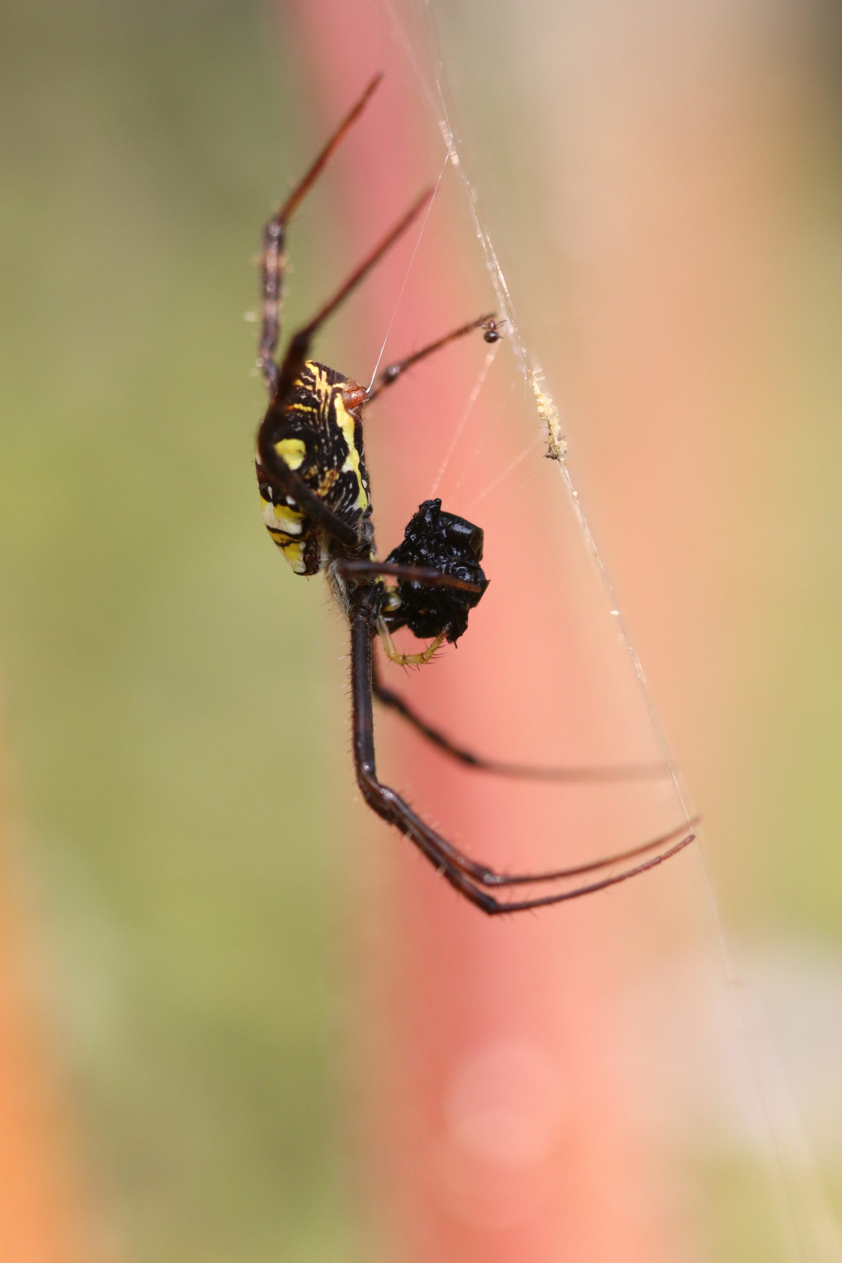 Signature spider on its web