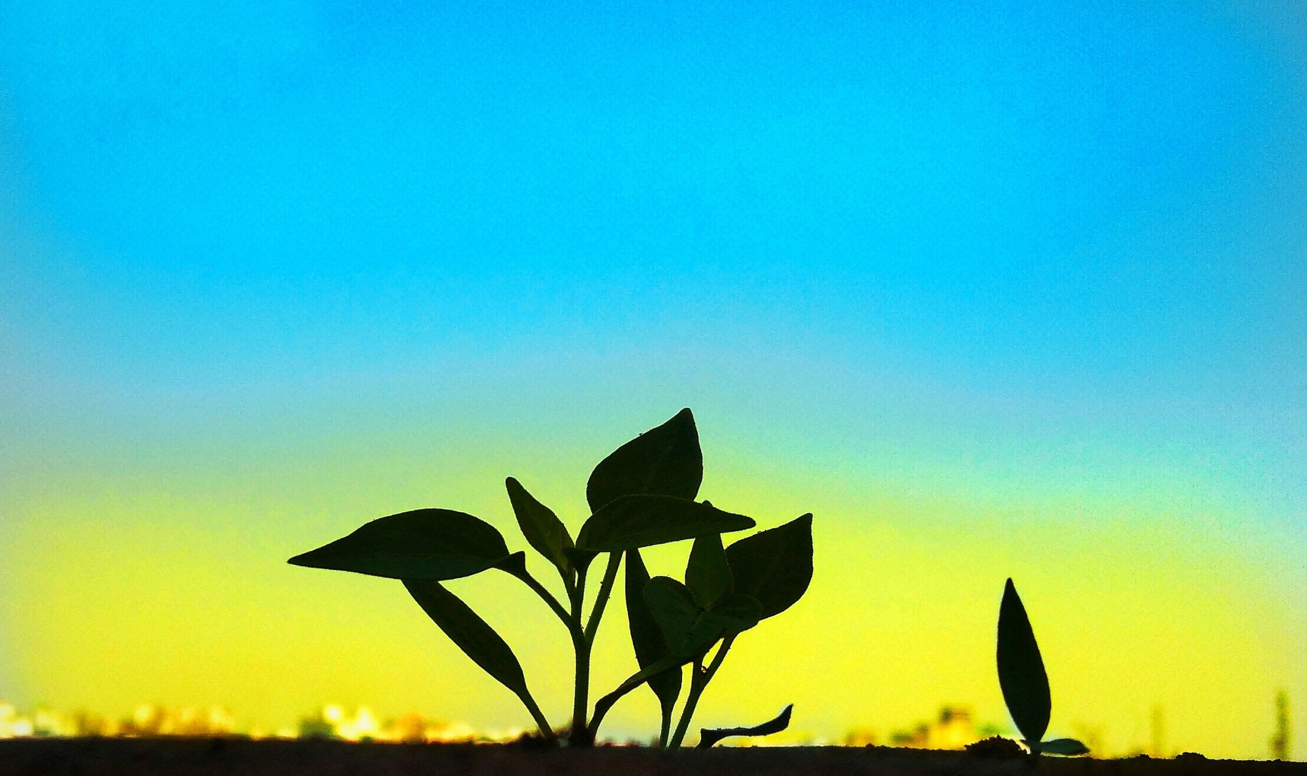 Silhouette Plants