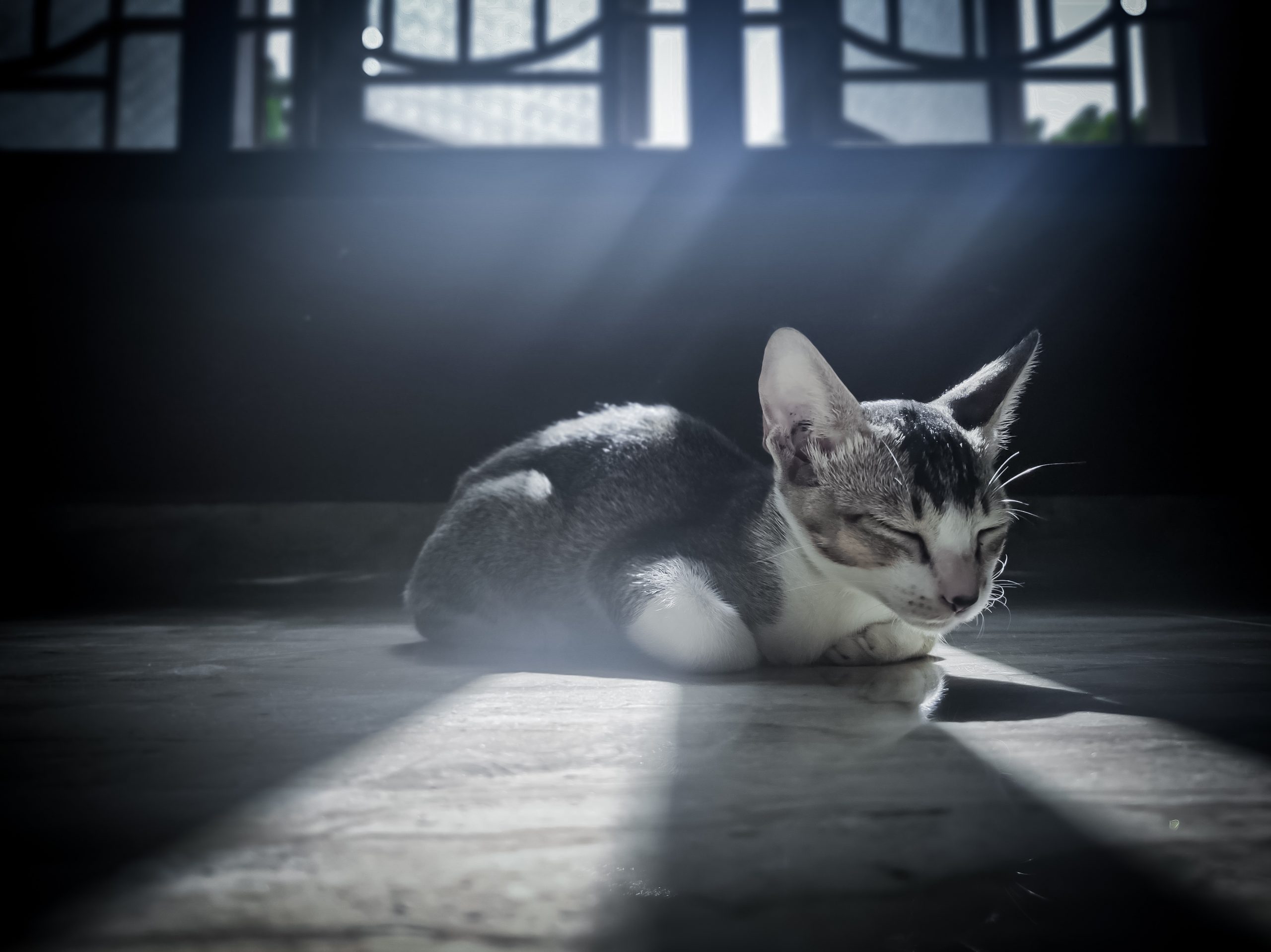 A cat resting in sunlight.