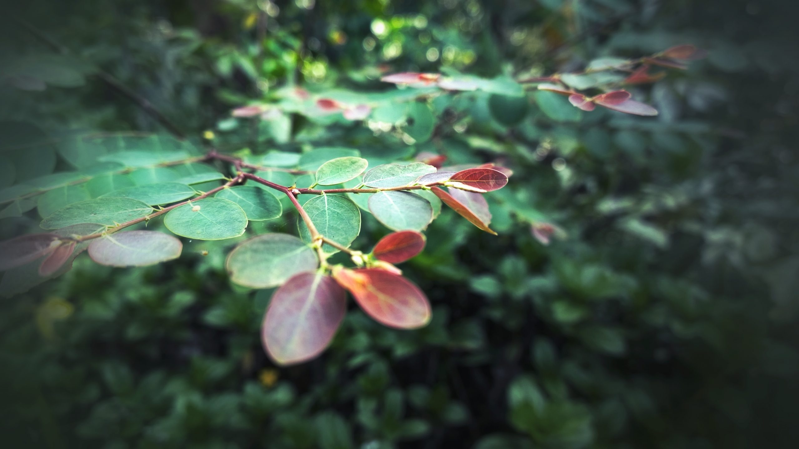 Slim rose leaf