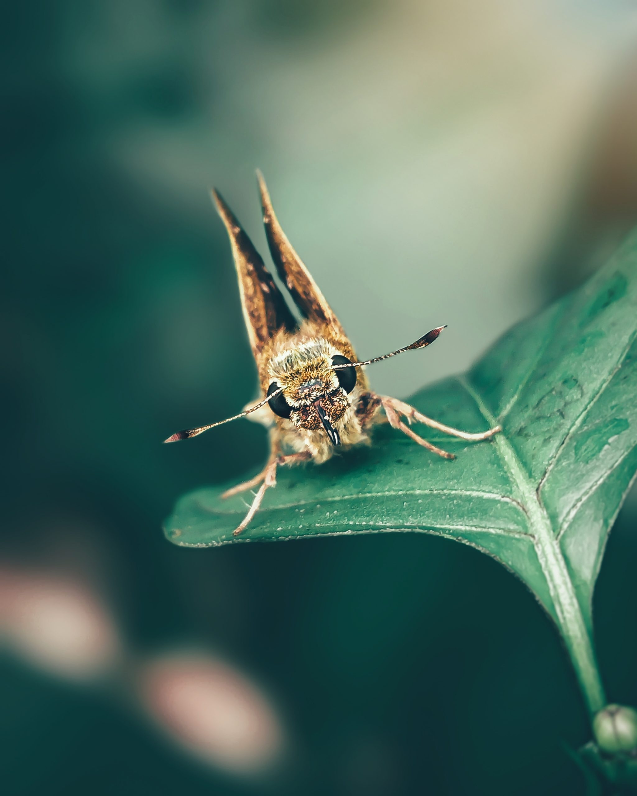 Small Branded Swift Insect