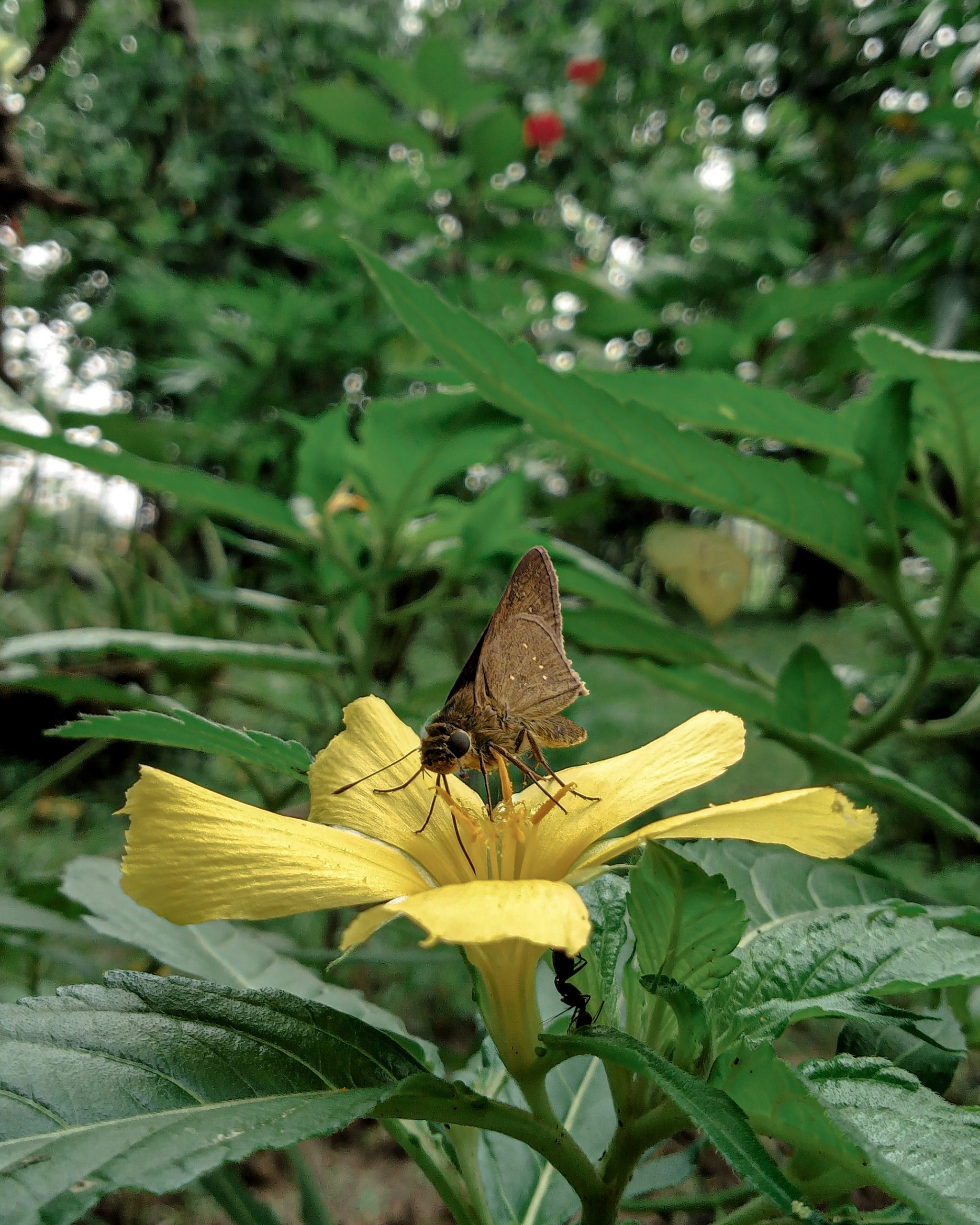 Butterfly on flower