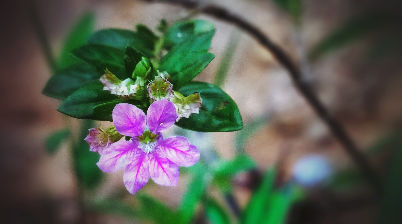 Purple flower