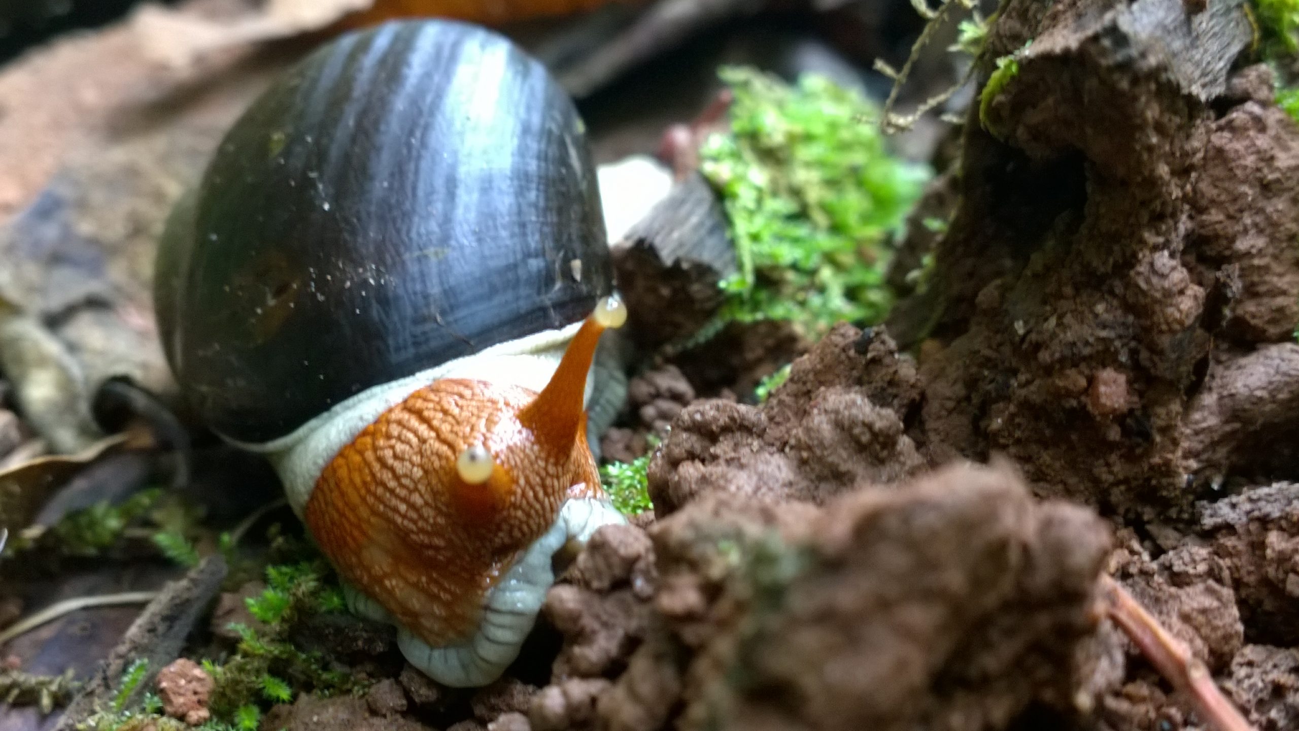 Snail Crawling