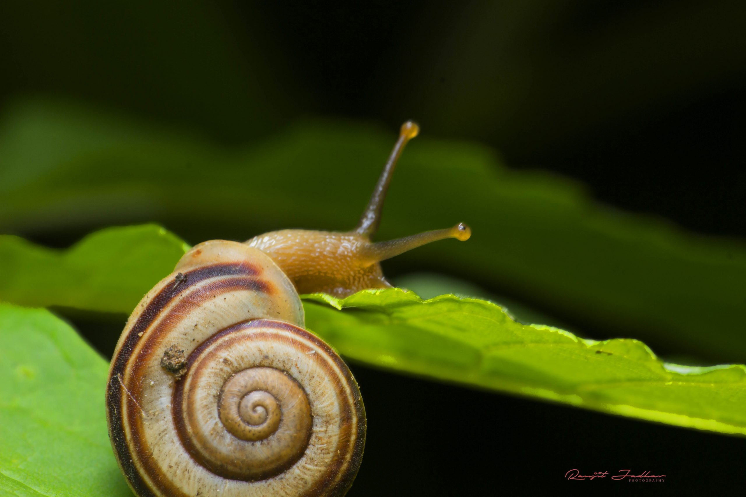 Snail Insect