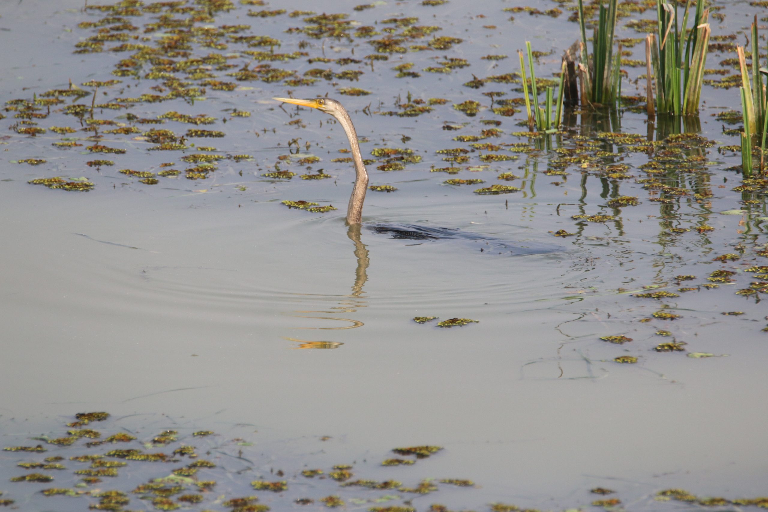 Snake Bird Fishing