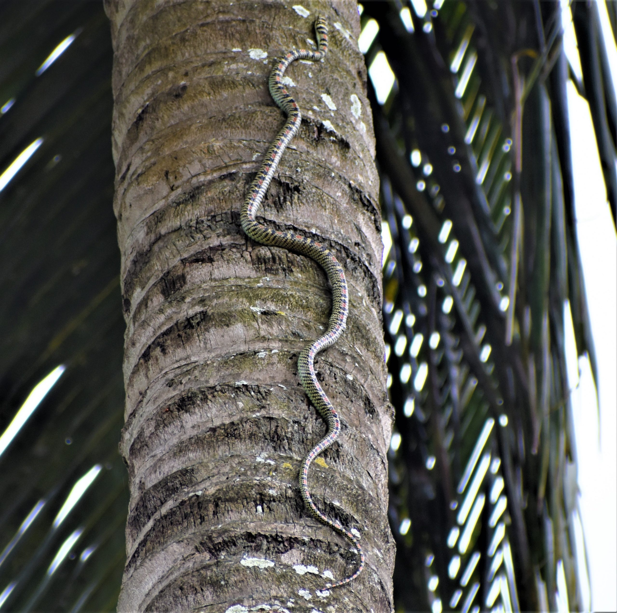 Snake climbing a tree